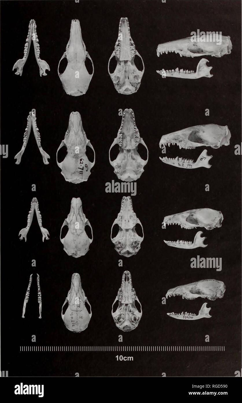 . Bulletin of the Natural History Museum Zoology. A NEW SPECIES OF HYLOMYS. Fig. 1 Crania from left to right of dorsal view of mandible and skull, ventral view of skull, left lateral view of skull and mandible. Top row: Hylomys megalotis BMNH 1999.47; second row: Hylomys suillus BMNH 1962.711: third row: Hylomys sinensis BMNH 1911.2.1.20; fourth row: Hylomys parvus BMNH 1919.11.8.12.. Please note that these images are extracted from scanned page images that may have been digitally enhanced for readability - coloration and appearance of these illustrations may not perfectly resemble the origina Stock Photo