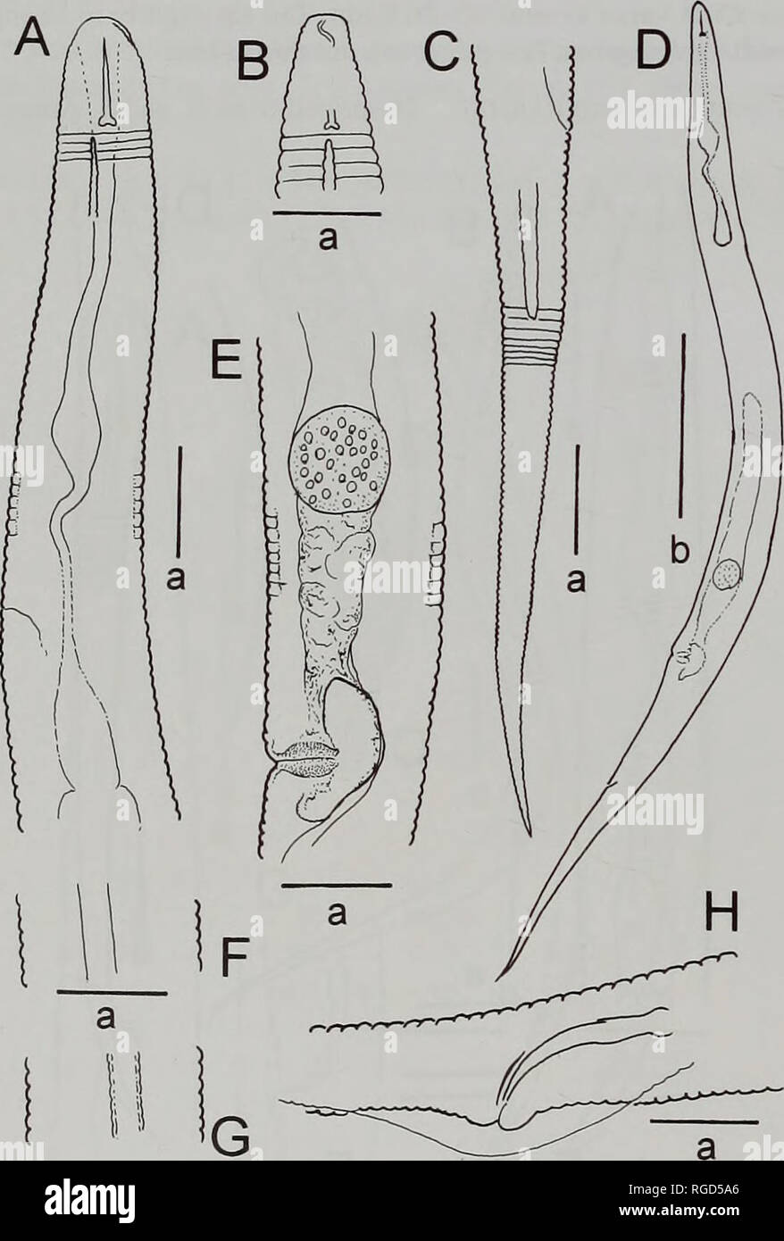 Bulletin Of The Natural History Museum Zoology 12 F R Wanless And R Hunter India Malawi Holland