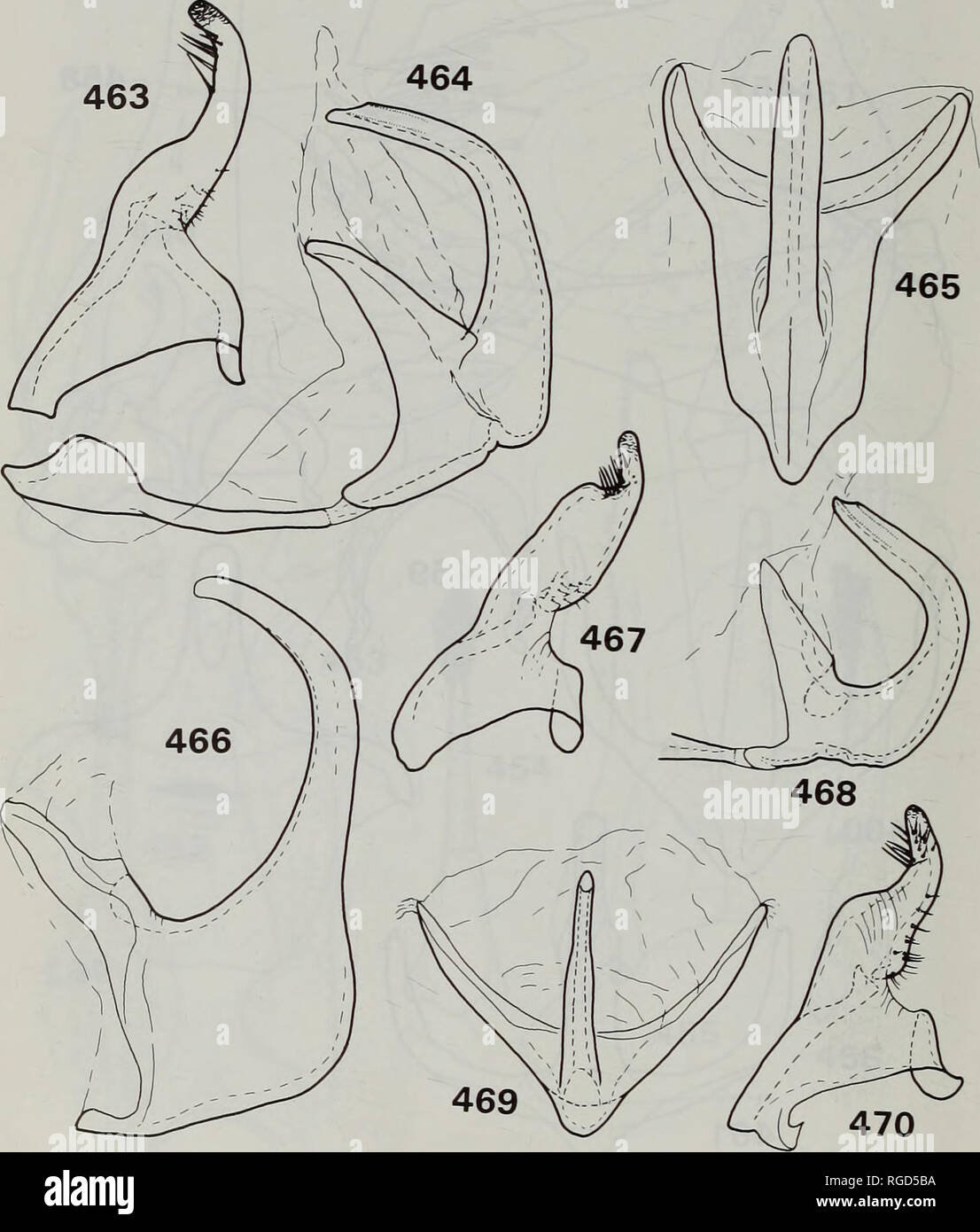 . Bulletin of the Natural History Museum Entomology. 94 Y. ZHANG AND M.D. WEBB. Figs 463-^170 Male genitalia of Rengatella species. 463^64, R. metallica. 463, left style, ventral view; 464, aedeagus and connective, left lateral view. 465^t67, R. robustipenis. 465, aedeagus, posterior view; 466, aedeagus, left lateral view; 467, left style, ventral view. 468^70, R. malayensis. 468, aedeagus, left lateral view; 469, aedeagus, posterior view; 470, left style, lateral view.. Please note that these images are extracted from scanned page images that may have been digitally enhanced for readability - Stock Photo