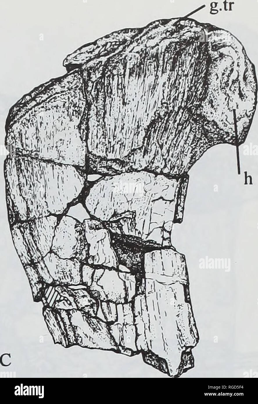 Bulletin of the Natural Histort Museum. Geology series. . Fig. 40 Baryonyx  walkeri, holotype. BMNH R9951; proximal part of left femur. A, lateral  view; B, proximal; C, medial, x 0.25. diverging