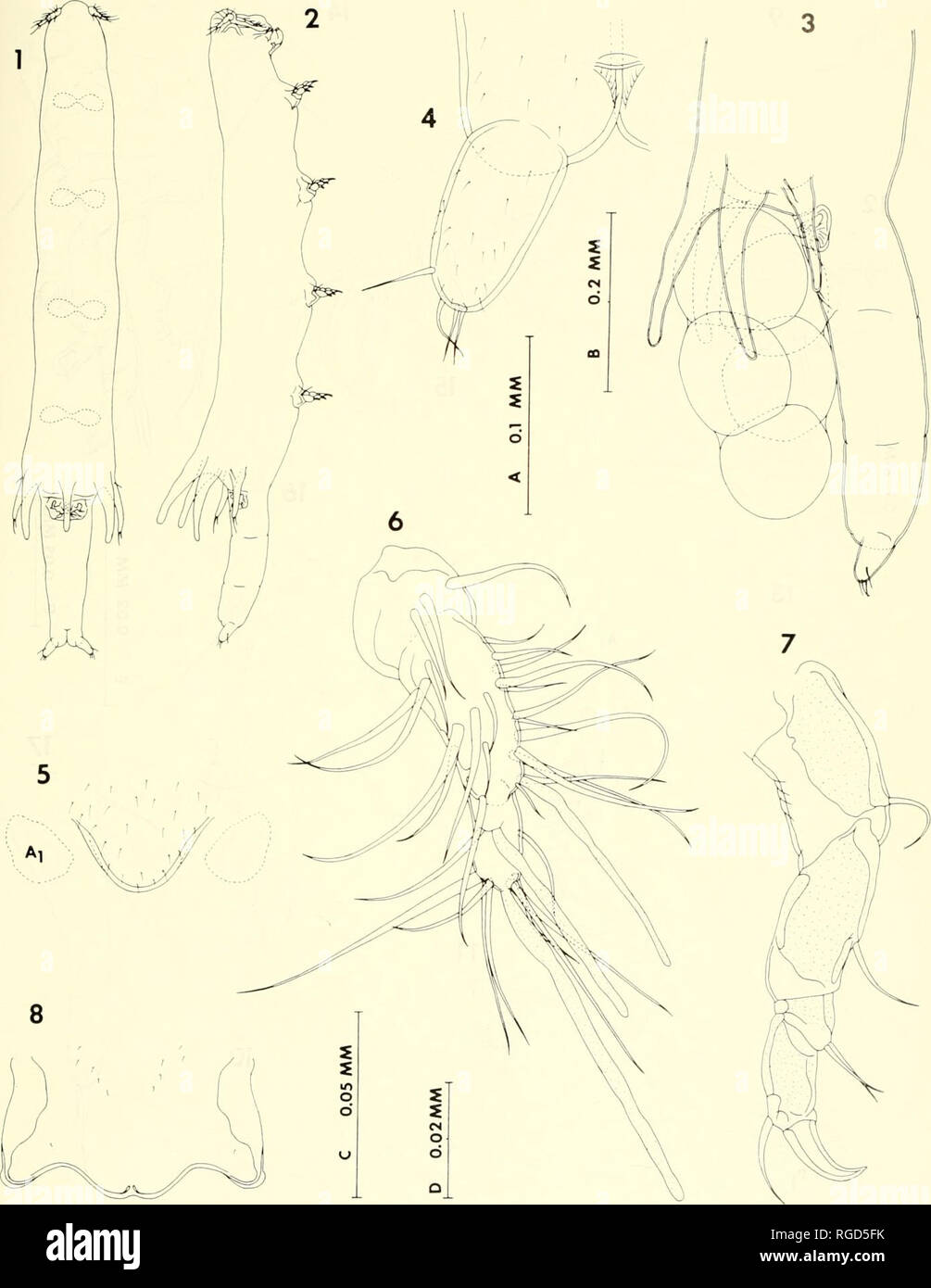 . Bulletin of the Museum of Comparative Zoology at Harvard College. Zoology. Parasitic Copepods from Corals in Madagascar • Humes and Ho 437. Figures 1-8. Xarifio lamellispinosa n. sp., female. 1, body, dorsal (A); 2, body, lateral (A); 3, posterior part of body and egg sac, lateral (B); 4, caudal ramus, dorsal (C); 5, rostrum, ventral (C); 6, first antenna, onterodorsal (D); 7, sec- ond antenna, ventral (D); 8, labrum, ventral (C).. Please note that these images are extracted from scanned page images that may have been digitally enhanced for readability - coloration and appearance of these il Stock Photo