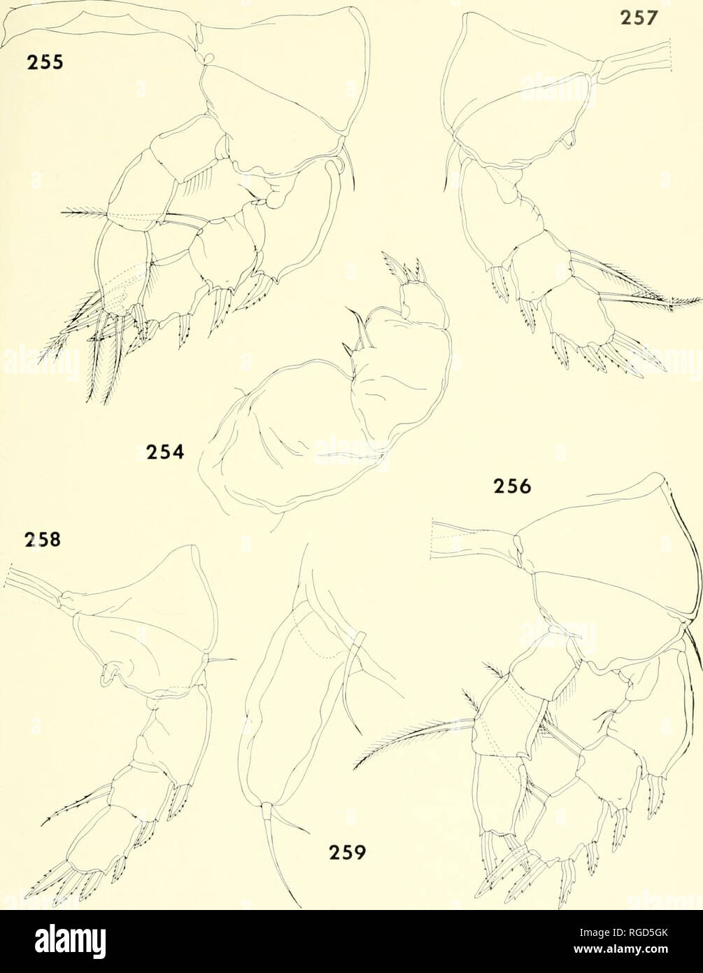 . Bulletin of the Museum of Comparative Zoology at Harvard College. Zoology. CoPEPODS FROM CoRALS IN MADAGASCAR • Humcs and Ho 413. Figures 254-259. Ravah'mo tumida n. gen., n. sp., female (continued). 254, maxilliped, anterior (D|; 255, leg 1 and intercoxal plate, anterior (E); 256, leg 2, anterior (E); 257, leg 3, anterior (E); 258, leg 4, anterior (E); 259, leg 5, dorsal (F].. Please note that these images are extracted from scanned page images that may have been digitally enhanced for readability - coloration and appearance of these illustrations may not perfectly resemble the original wor Stock Photo