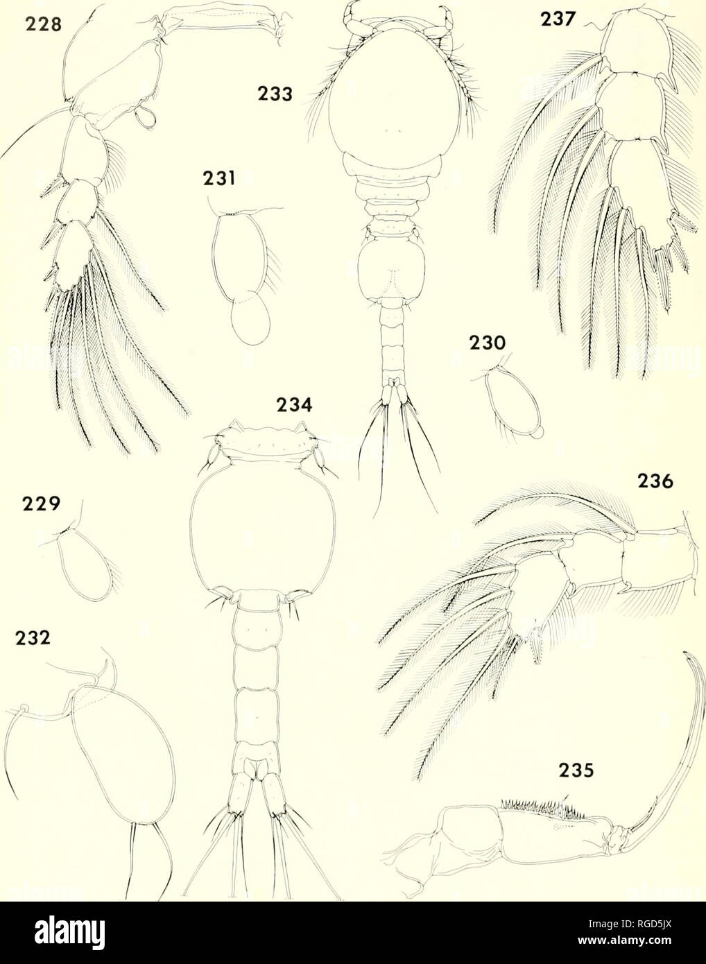 . Bulletin of the Museum of Comparative Zoology at Harvard College. Zoology. 410 Bulletin Museum of Comparative Zoology, Vol. 136, No. 10. Figures 228-232. Hoplomo/gus mon/iporae n. gen., n. sp., female (continued). 228, leg 4 and intercoxal plate, ante- rior (D); 229, endopod of leg 4, anterior |C); 230, endopod of leg 4, anterior (C); 231, endopod of leg 4, anterior (C); 232, leg 5, lateroventral (D). Figures 233-237. Hop/omo/gus mondporoe n. gen., n. sp., male. 233, body, dorsal (G); 234, urosome, dorsal (H); 235, maxilliped, inner (E); 236, endopod of leg 1, anterior |F); 237, endopod of l Stock Photo