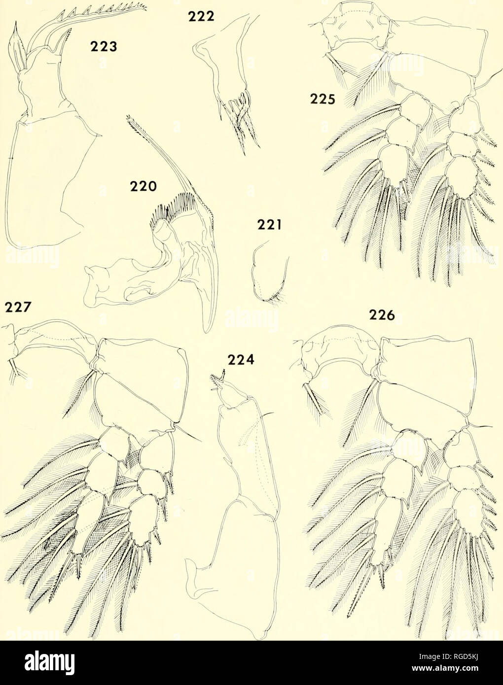 . Bulletin of the Museum of Comparative Zoology at Harvard College. Zoology. CoPEPODS FROM CoRALs IN MADAGASCAR • Humcs and Ho 409. Figures 220-227. Haplomolgus montiporae n. gen., n. sp., female (continued). 220, mandible, posterior (C); 221, par- agnath, posterior (C); 222, first maxilla, posterior (C); 223, second maxilla, posterior (Cj; 224, maxilliped, anterior (C); 225, leg 1 and intercoxal plate, anterior (D); 226, leg 2 and intercoxal plate, anterior (D); 227, leg 3 and intercoxal plate, anterior (D).. Please note that these images are extracted from scanned page images that may have b Stock Photo