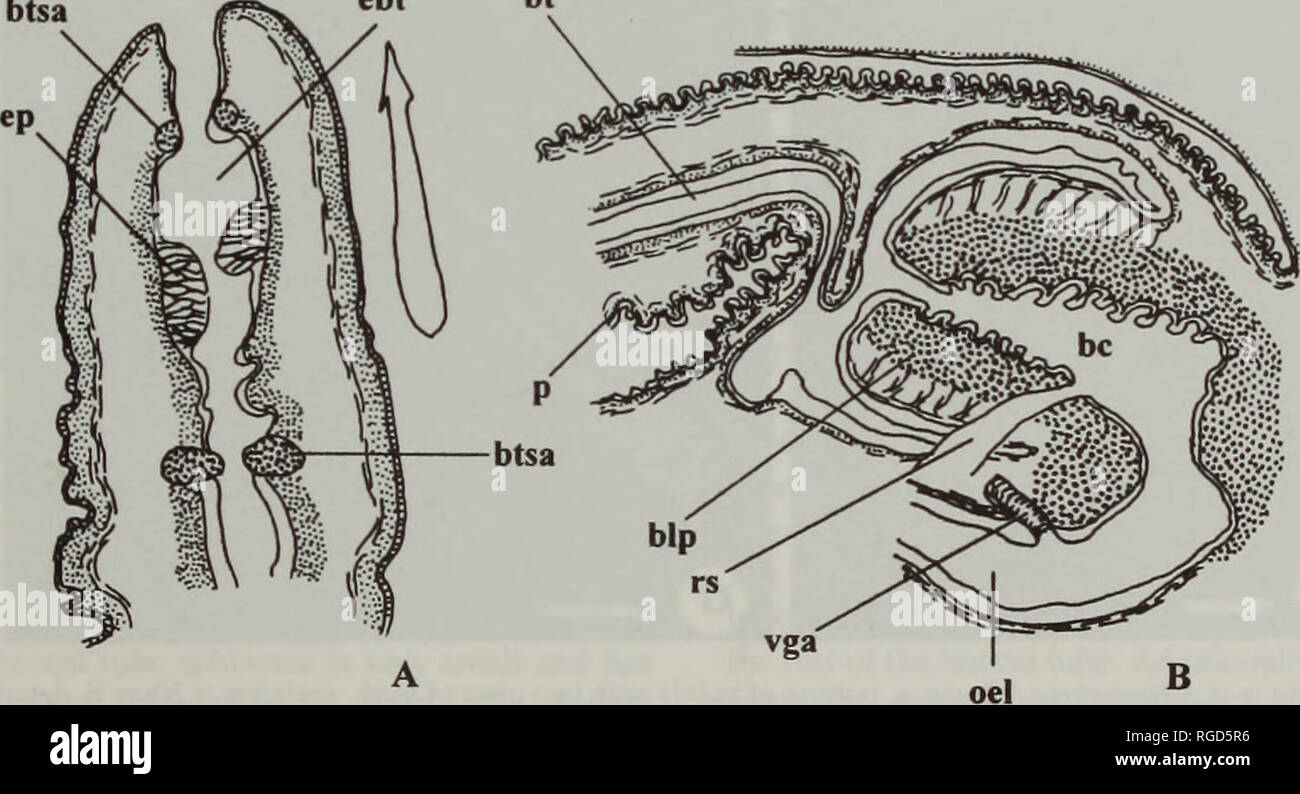 . Bulletin of the Natural History Museum Zoology. Fig. 23 Radulae of Crassispirinae. a, Ptychobela suturalis scale bar = 20pm b, Vexitomina gurrardi scale bar = 20pm c, Funa latisinuata scale bar = 50pm d, Funa jeffreysii scale bar = 60p.m. btsa ebt bt. Fig. 24 Cheungbeia mindanensis (Smith, 1877) A, longitudinal section of the proboscis tip, the tooth at the same scale shown below; B, longitudinal section of the proboscis base and buccal mass (salivary ducts not shown).. Please note that these images are extracted from scanned page images that may have been digitally enhanced for readability  Stock Photo