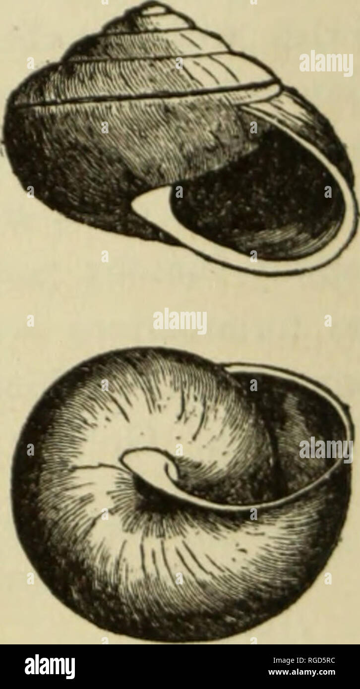 . Bulletin of the Museum of Comparative Zoology at Harvard College. Zoology; Zoology. Helix reticulata (Pfeiffer). Fig. 246. Arionta ramentosa, Gould. Shell umbilicate, depressed-globose, solid, obli&lt;|iiely striated, and marked with oblong, somewhat regular granulations formed by stria; descending towards the an- terior part; yellowish with one revolving reddish band ; spire shortly conic ; whorls 5i, somewhat convex, the last broad, rounded, not falling in front; umbilicus narrow, not pervious ; aperture diagonal, roundly lunate ; peristome white, thickened, its ends not converging, the ri Stock Photo