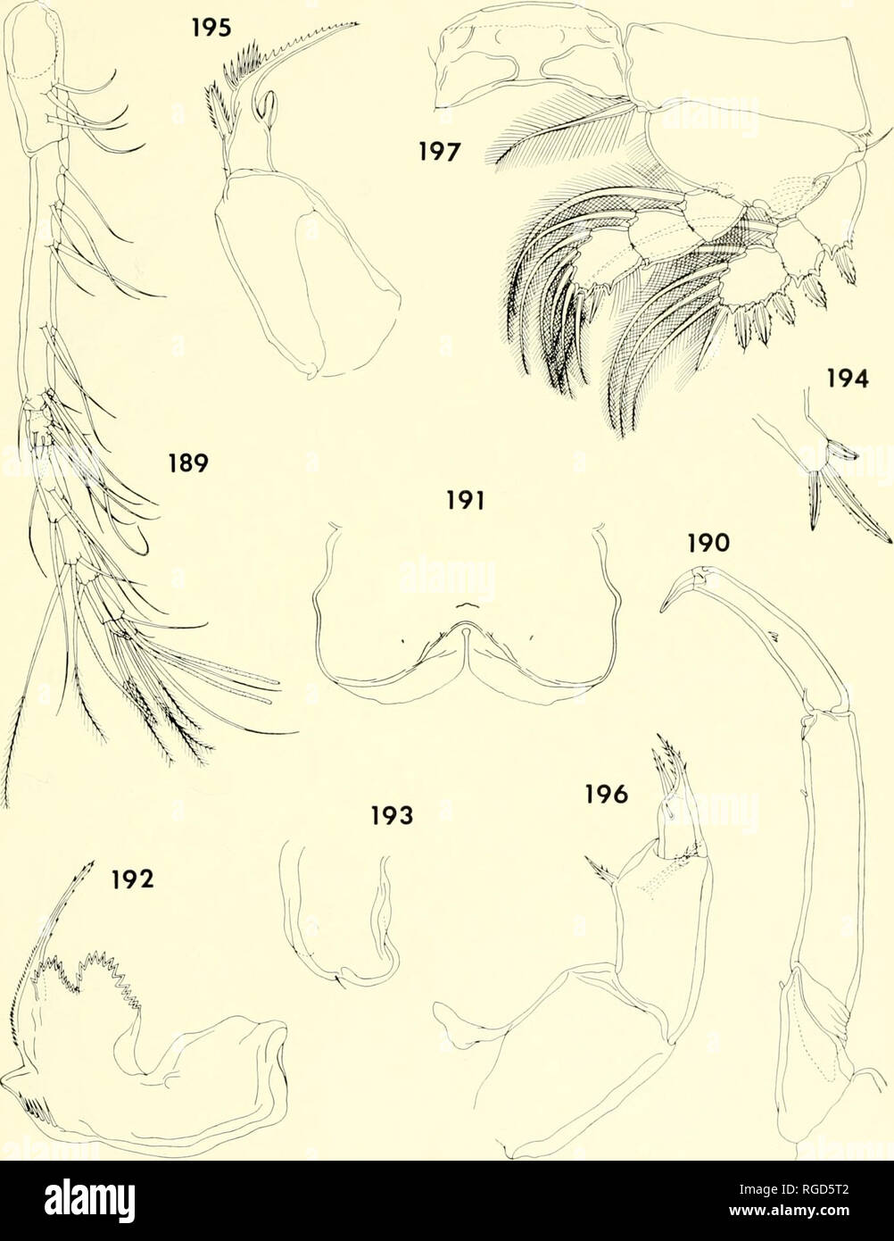 . Bulletin of the Museum of Comparative Zoology at Harvard College. Zoology. CoPEPODS FROM Corals in Madagascar • Hiancs and IIu 405. Figures 189-197. Prionomolgus lanceolatus n. gen., n. sp., female (continued). 189, first antenna, dorsal (E); 190, sec- ond antenna, posterior (E); 191, labrum, ventral (D); 192, mandible, posterior (F); 193, paragnath, posterior (I); 194, first maxilla, posterior (F); 195, second maxilla, anterior (D); 196, maxilliped, outer (F); 197, leg 1 and intercoxal plate, anterior (E).. Please note that these images are extracted from scanned page images that may have b Stock Photo