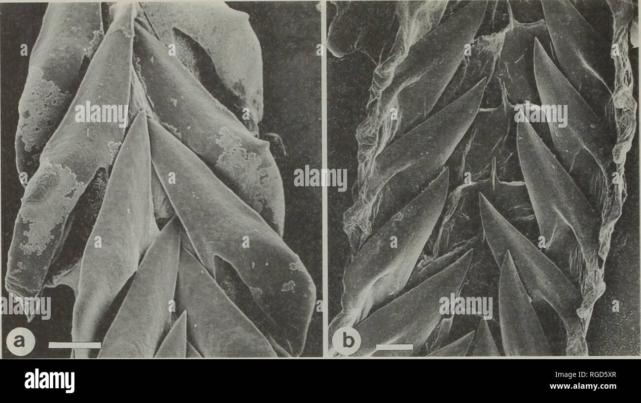 . Bulletin of the Natural History Museum Zoology. 72 Y.I. KANTOR, A. MEDINSKAYA AND J.D. TAYLOR. Fig. 18 Radulae of Epidirona and Gemmula (outgroup). a, Epidirona gabensis scale bar = 20pm b. Gemmula deshayesi scale bar = 25pm. paired unfused. The radula is composed of marginal teeth. These teeth (Fig. 18a) are of the wishbone type with the distal half tapering to a sharp point, whilst the proximal part of the tooth bifurcates into two more or less equisized limbs. The marginal tooth are medium long, ca.l20um (0.5% of SL, 1.8% AL). Inquisitor latifasciata (Sowerby, 1870) (Figs 17b, 20) See als Stock Photo