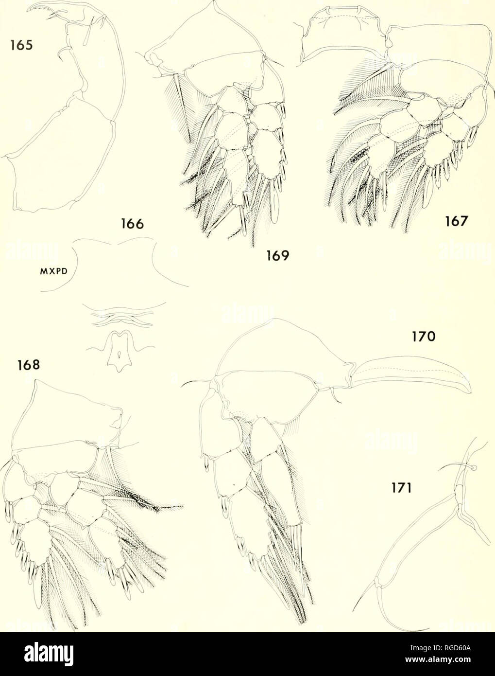 . Bulletin of the Museum of Comparative Zoology at Harvard College. Zoology. 402 Bulletin Mu.wiim of Comparative Zoology, Vol. 136, No. 10. Figures 165-171. Lichomologus crossus n. sp., female (continued). 165, moxilliped, inner (D); 166, postoral area, ventral (E); 167, leg 1 and intercoxal plate, anterior (E); 168, leg 2, anterior (E); 169, leg 3, anterior (E); 170, leg 4 and inter- coxal plate, anterior jD); 171, leg 5, dorsal (D).. Please note that these images are extracted from scanned page images that may have been digitally enhanced for readability - coloration and appearance of these  Stock Photo