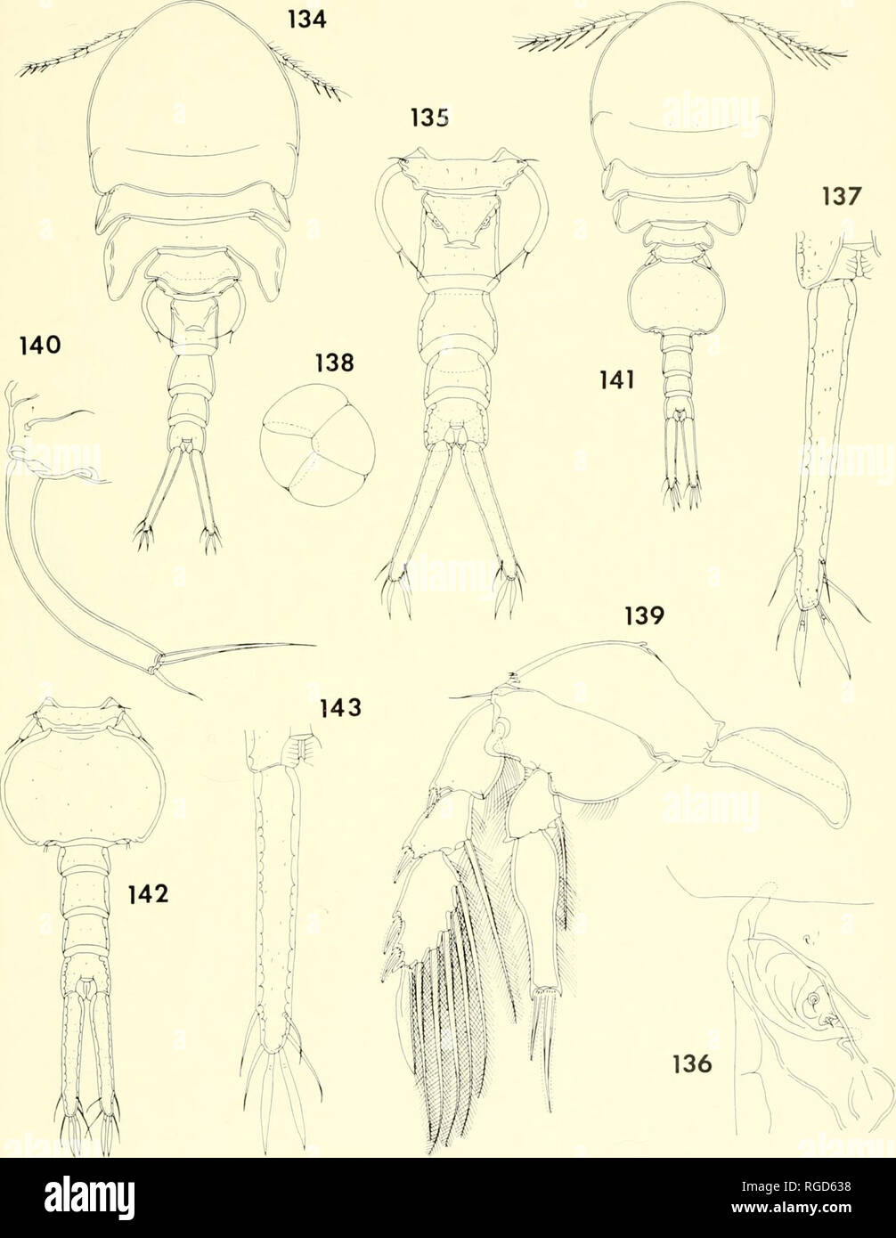 . Bulletin of the Museum of Comparative Zoology at Harvard College. Zoology. CoPEPODS FROM CoRALS IN MADAGASCAR • Humcs and Ho 399. Figures 134-140. Lichomolgus geminus n. sp., female. 134, body, dorsal (A); 135, urosome, dorsal (G); 136, area of attachment of egg sac, dorsal (F); 137, caudal ramus, dorsal (H); 138, egg sac, dorsal (G); 139, leg 4 and intercoxal plate, anterior (E); 140, leg 5, dorsal (E). Figures 141-143. Lichomolgus geminus n. sp., male. 141, body, dorsal (A); 142, urosome, dorsal (G); 143, caudal ramus, dorsal (H).. Please note that these images are extracted from scanned p Stock Photo