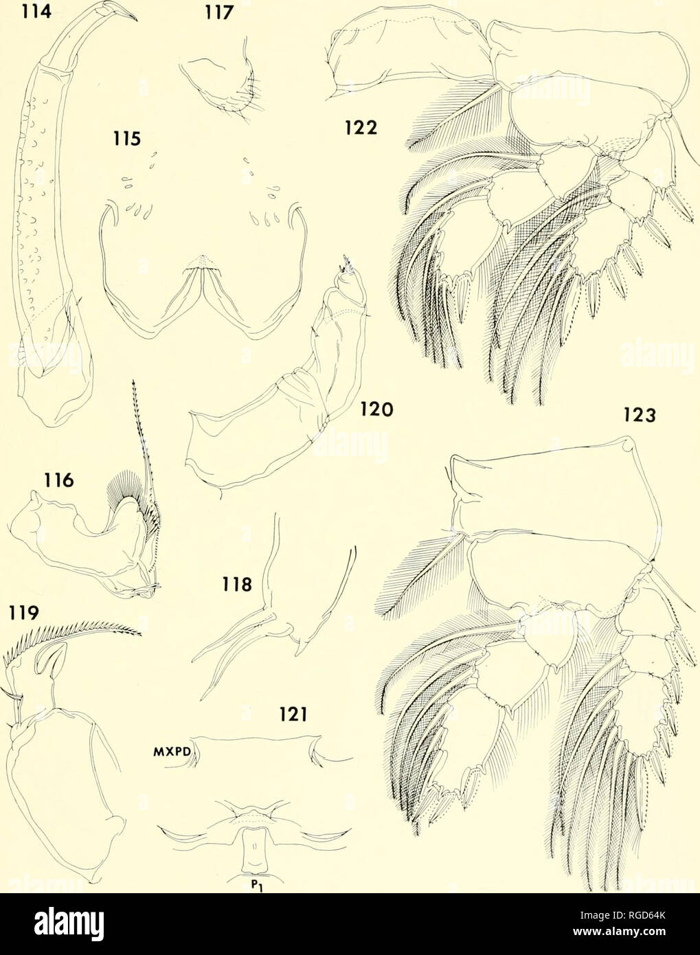 . Bulletin of the Museum of Comparative Zoology at Harvard College. Zoology. CoPEPODS FROM Corals in Madagasc:ah • Humes and Ho 397. Figures 114-123. Lichomolgus lobophorus n. sp., female (continued). 114, second antenna, outer (E); 115, labrum, ventral (D); 116, mandible, posterior (D); 117, paragnath, ventral (C); 118, first maxilla, posterior (C]; 119, second maxilla, pos- terior, (D); 120, maxilliped, anterior (D); 121, postoral area, ventral (H); 122, leg 1 and intercoxal plate, anterior (E); 123, leg 2, anterior (E).. Please note that these images are extracted from scanned page images t Stock Photo