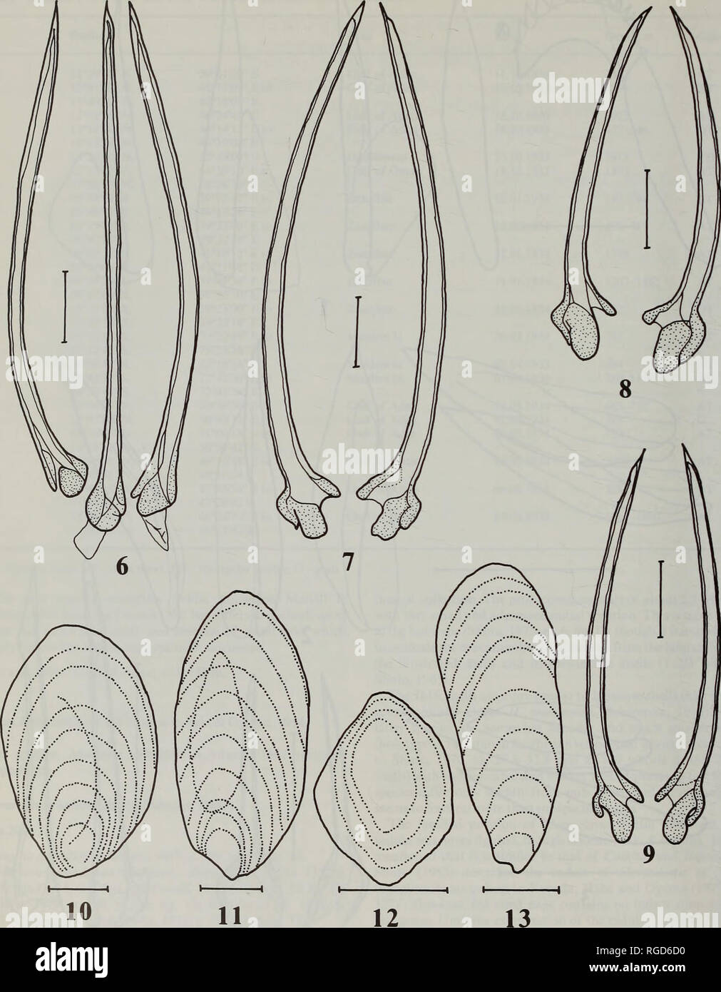. Bulletin of the Natural History Museum Zoology. A.V. SYSOEV. Figs 6-13 Radulae (6-9) and opercula (10-13). 6- Typhlomangelia maldivica Sysoev, new species, paratype, stn 143, H = 27.8 mm; 7 - Bathytoma (Parabathytoma) oldhami(E.A. Smith, 1899), stn 145, H = 41.0 mm; 8-fi (P.) regnansMdviW, 1918, stn 34, H = 26.6mm;9-B. (P.)fissa(von Martens, 1901), stn 176, H = 35.3 mm; 10 - Splendrillia zanzibarica Sysoev, new species, holotype; 11 - Inquisitor indistinctus Sysoev, new species, paratype, stn 145, H = 27.4 mm; 12,13-Borsonia (Cordieria) symbiophora Sysoev, new species, paratypes, stn 185, H  Stock Photo