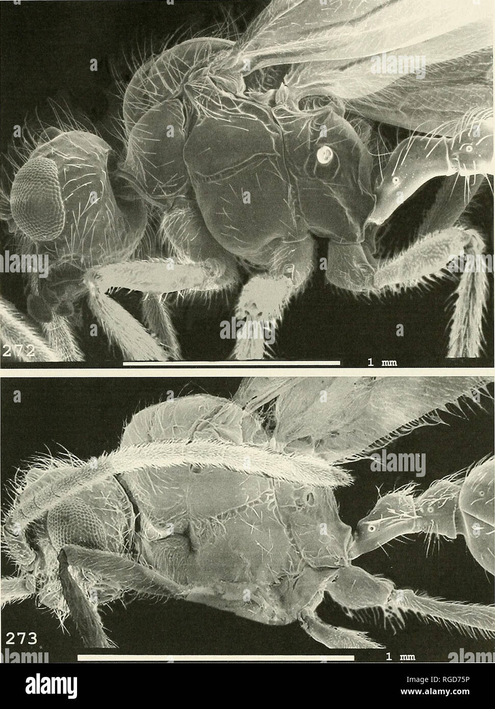 . Bulletin of the Museum of Comparative Zoology at Harvard College. Zoology. Revision of the Ant Genus Pristomyrmex * Wans: 535. Figure 272. Male of Pristomyrmex longispinus sp. n., lateral view. Figure 273. Male of Pristomyrmex orbiceps (Santschi), lateral view.. Please note that these images are extracted from scanned page images that may have been digitally enhanced for readability - coloration and appearance of these illustrations may not perfectly resemble the original work.. Harvard University. Museum of Comparative Zoology. Cambridge, Mass. : The Museum Stock Photo