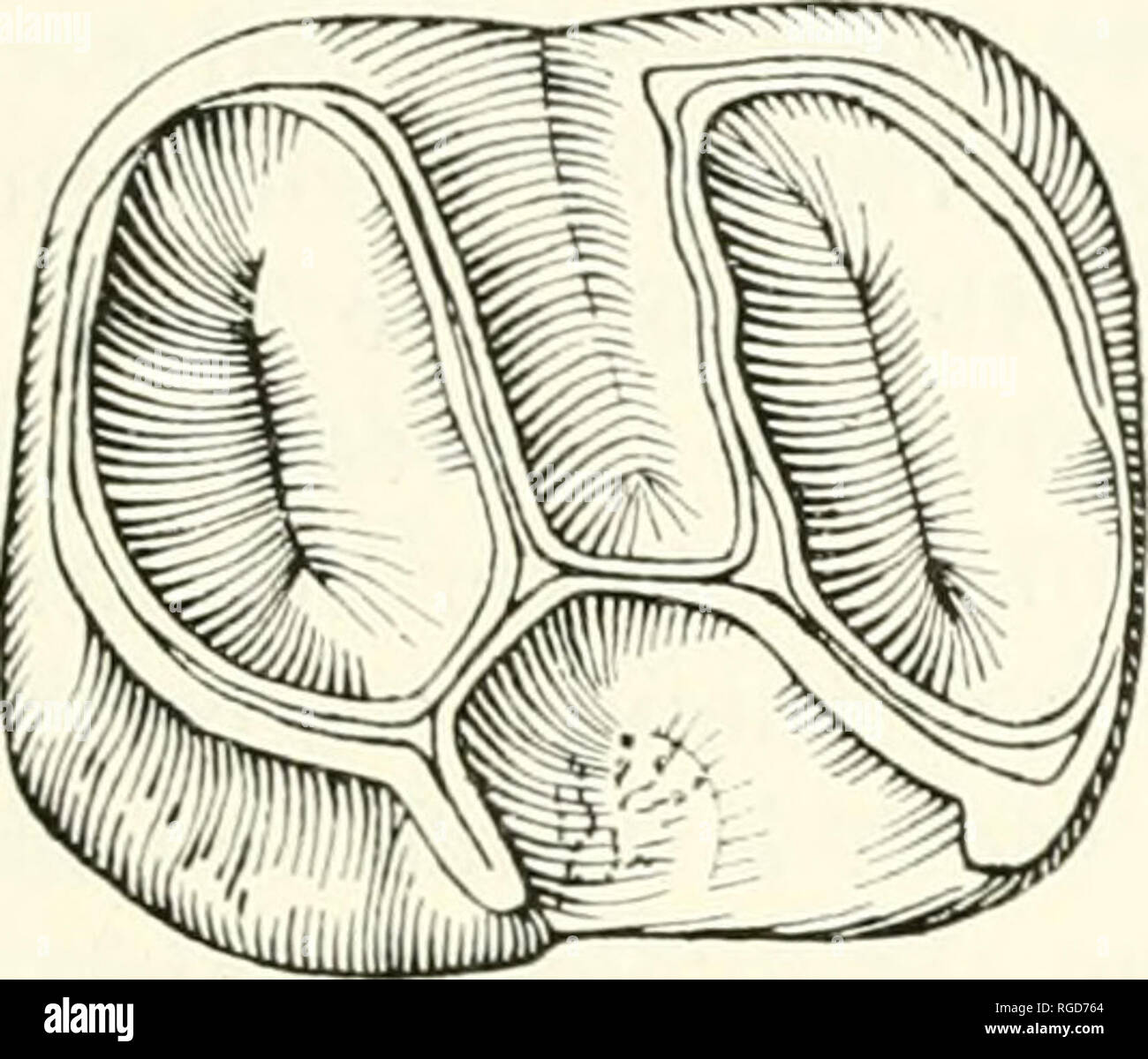 Bulletin Of The Museum Of Comparative Zoology At Harvard College Zoology Wood And Patterson Oligocene Rodents Of Patagonia 385 The Referred Specimen Is Sonie Vvhat Narrower Than The Type As In