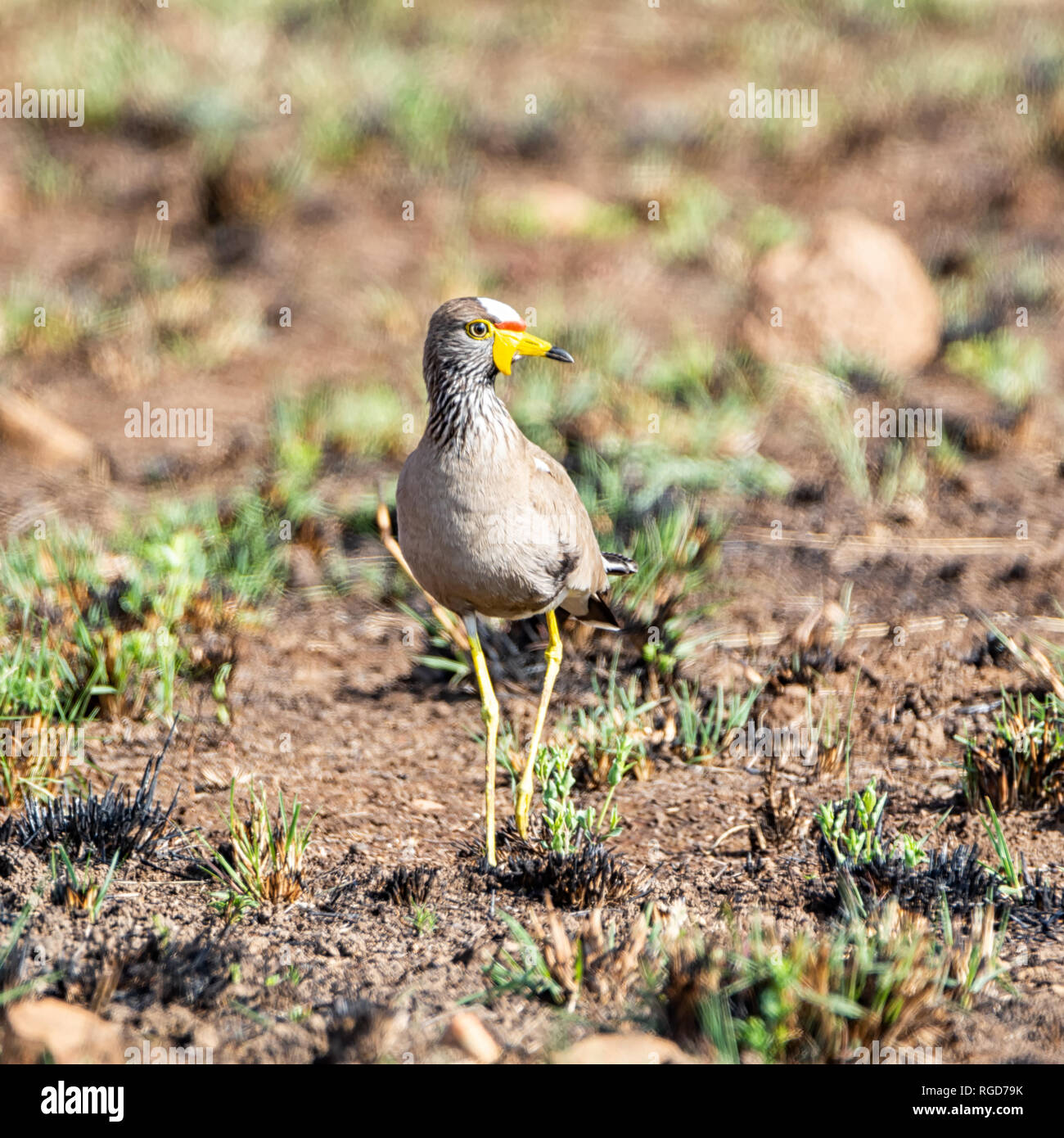An African Wattled lapwing in Southern African savanna Stock Photo - Alamy