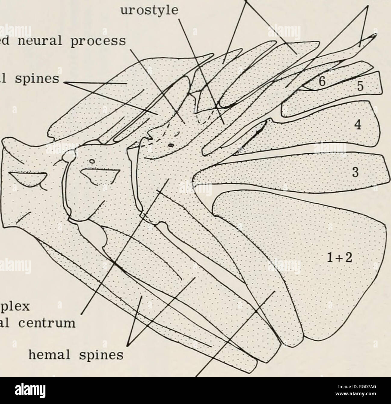 . Bulletin of the Museum of Comparative Zoology at Harvard College. Zoology. 454 Bulletin Museum of Comparative Zoology, Vol. 146, No. 9 epurals 1-3 uroneurals 1-2 urostyle modified neural process neural spines. complex ural centrum hemal spines parhypural 5 mm Figure 38. Argonectes longiceps, 198 mm. Caudal skeleton (lateral view). epurals 1-3 urostyle modified neural process neural spines. Please note that these images are extracted from scanned page images that may have been digitally enhanced for readability - coloration and appearance of these illustrations may not perfectly resemble the  Stock Photo