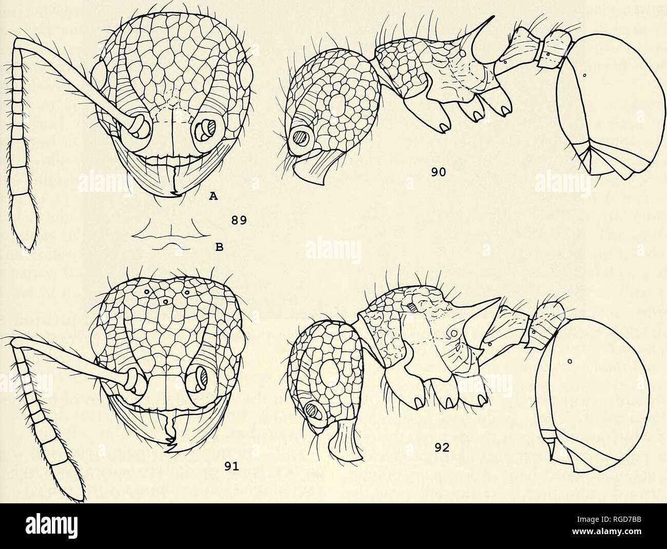 Pristomyrmex punctatus hires stock photography and images Alamy