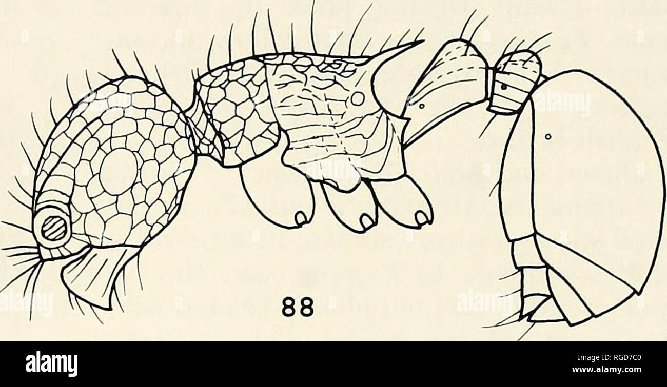 . Bulletin of the Museum of Comparative Zoology at Harvard College. Zoology. Figures 87-88. Pristomyrmex pulcher sp. n. 87A: Worker head, full-face view; 87B: Showing a curved ruga on the ventral clypeus; 88: Worker, lateral view. Mandibles usually with a few longitudi- nal rugae but smooth near the masticatoiy margin. Dentition of the masticatory mar- gin of mandible: the strongest apical tooth + the second strongest preapical + a long diastema + a broad basal tooth usually fused by two small denticles. A broad- based triangular short tooth present about midway on the basal margin of the man- Stock Photo