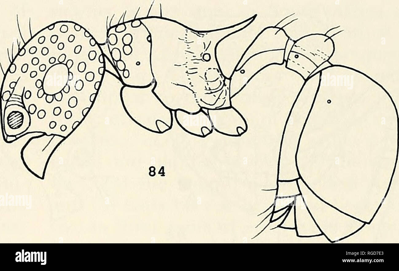 . Bulletin of the Museum of Comparative Zoology at Harvard College. Zoology. Figures 83-84. Pristomyrmex divisus sp. n. 83: Worker head, full-face view; 84: Worker, lateral view. mandible: the strongest apical tooth + the second strongest preapical + a long dia- stema + a broad, truncated basal tooth (or two minute denticles). A weak minute prominence present about midway on the basal margin of mandible. Clypeus with a strong median longitudinal carina extend- ing through the frontal area; on each side of the median clypeal carina, a few addi- tional rugae are usually present. Anterior clypeal Stock Photo