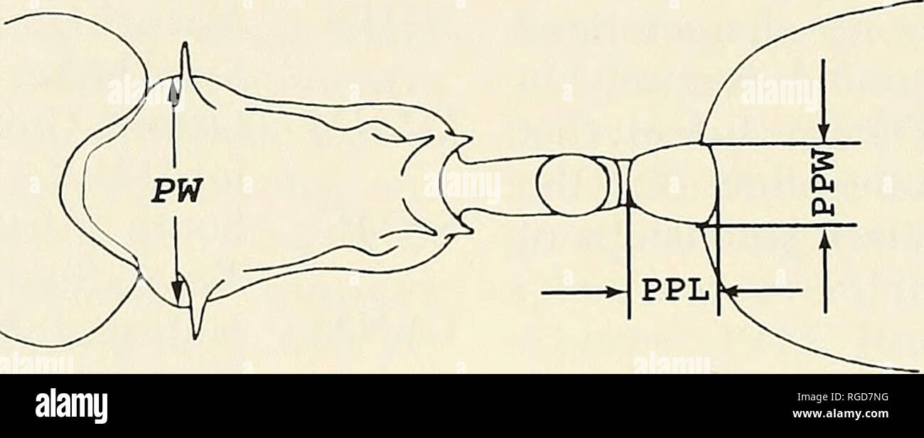 . Bulletin of the Museum of Comparative Zoology at Harvard College. Zoology. Figures 1-3. Measurements illustrated for this study (worker of Pristomyrmex longispinus sp. n. Entire body, lateral view; 3: Dorsal view of alitrunk, petiole, and postpetiole. 1: Head, full-face view; 2: Pronotal Width (PW). Maximum width of the pronotum in dorsal view (Fig. 3). Alitnink Length (AL). Diagonal length of the alitrunk in lateral view, from the an- teriormost point of the pronotum to the apex of the metapleural lobe (Fig. 2). Eye Length (EL). Maximum length of the eye. Total Length (TL). TLl + TL2 + TL3  Stock Photo