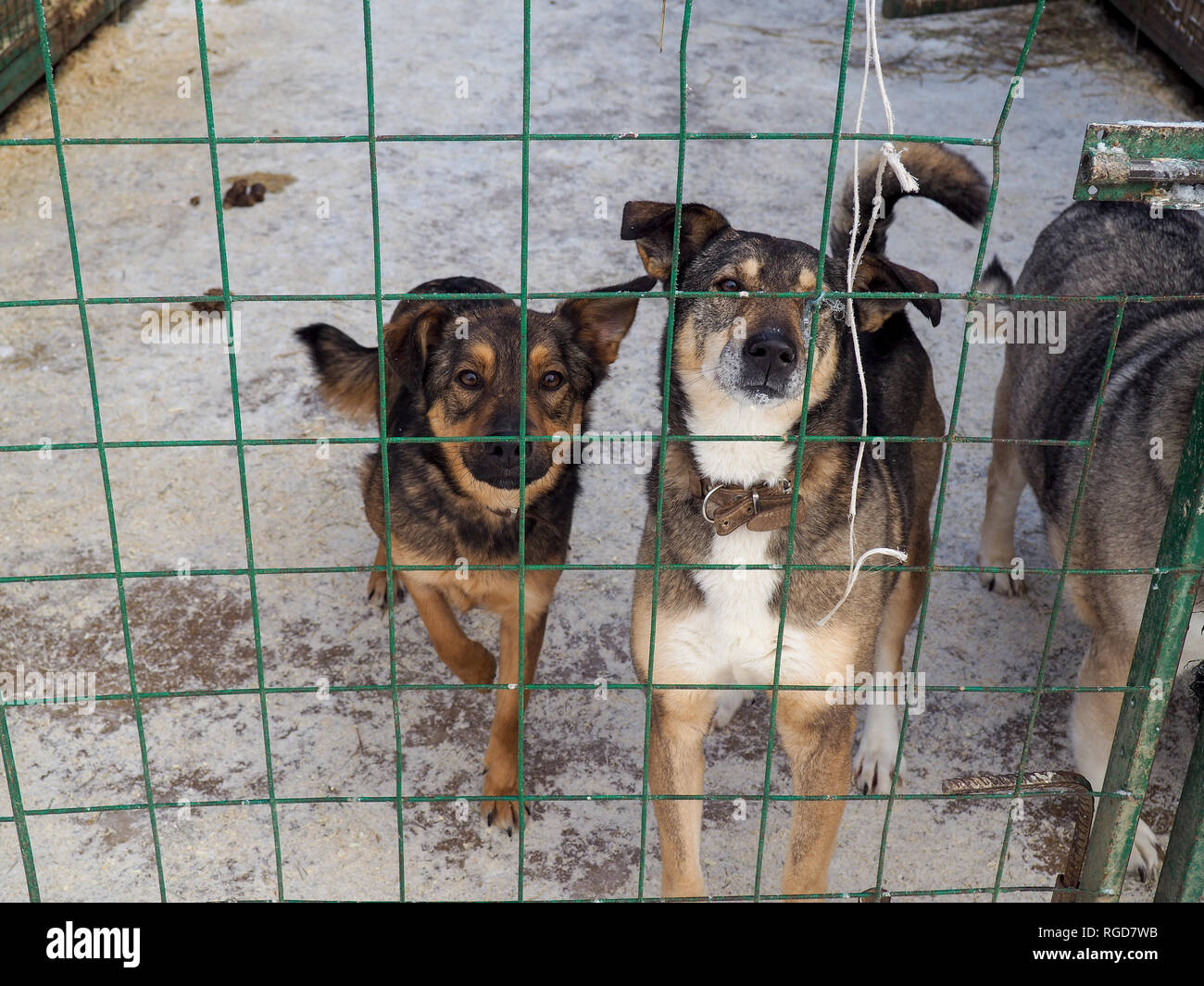 Dog in animal shelter, homeless dog in the cage Stock Photo Alamy