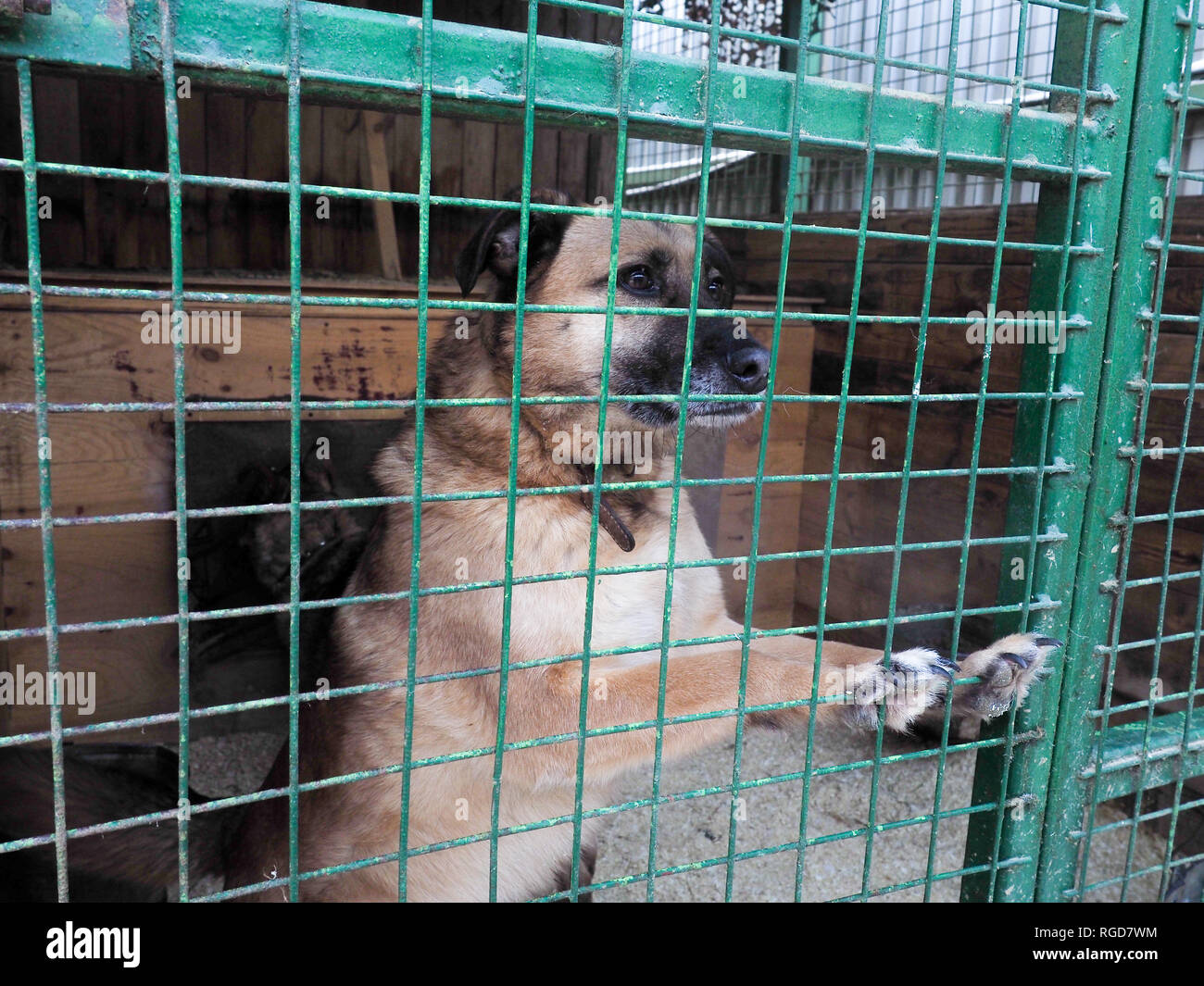 Dog in animal shelter, homeless dog in the cage Stock Photo Alamy