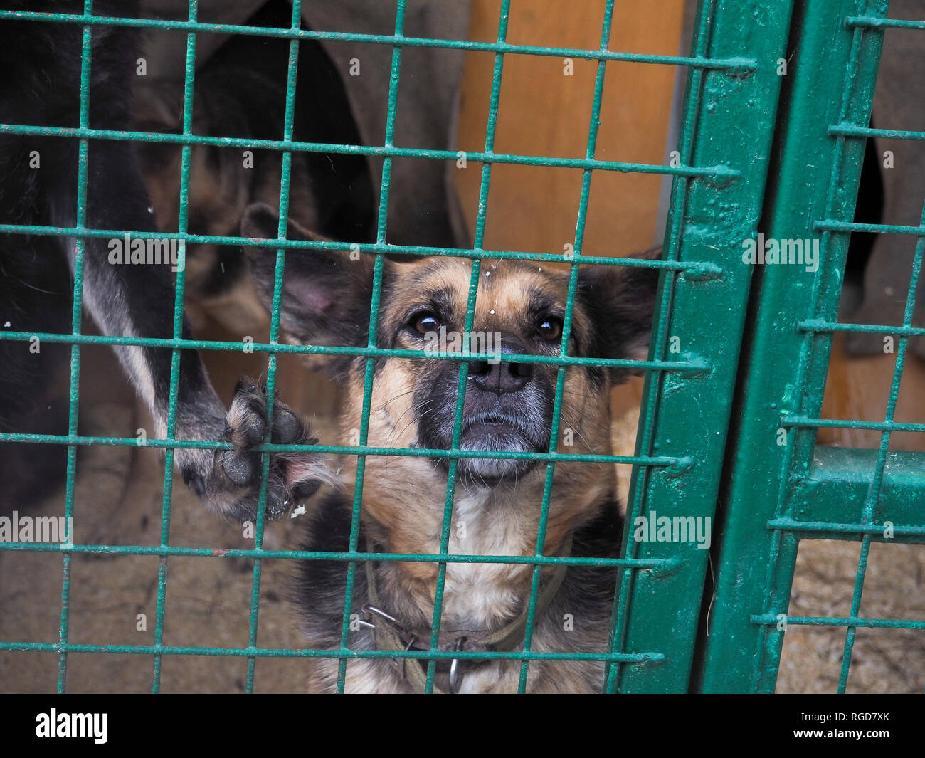 Dog in animal shelter, homeless dog in the cage Stock Photo Alamy