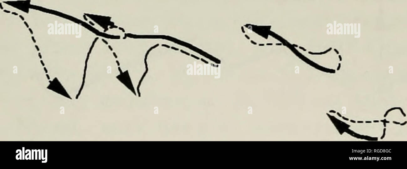 . Bulletin of the Museum of Comparative Zoology at Harvard College. Zoology. (d) STAGE II TRANSPORT. Palatal Anterior ^ I Movemen Movement in SO (01, 01+02) Figure 2. The trajectory, shown as loops, of anterior (ATIVI), middle (MTM), and posterior (PTM) tongue markers, and the hyoid, in opossum, (a) Lapping (a low-amplitude jaw move- ment without FO or FC): (b) stage I transport (movement of food from an extraoral position or from the front of the oral cavity to the molar region); (c) chewing (processing) cycles where food has to be repositioned on the occlusal surfaces of the postcanines (man Stock Photo