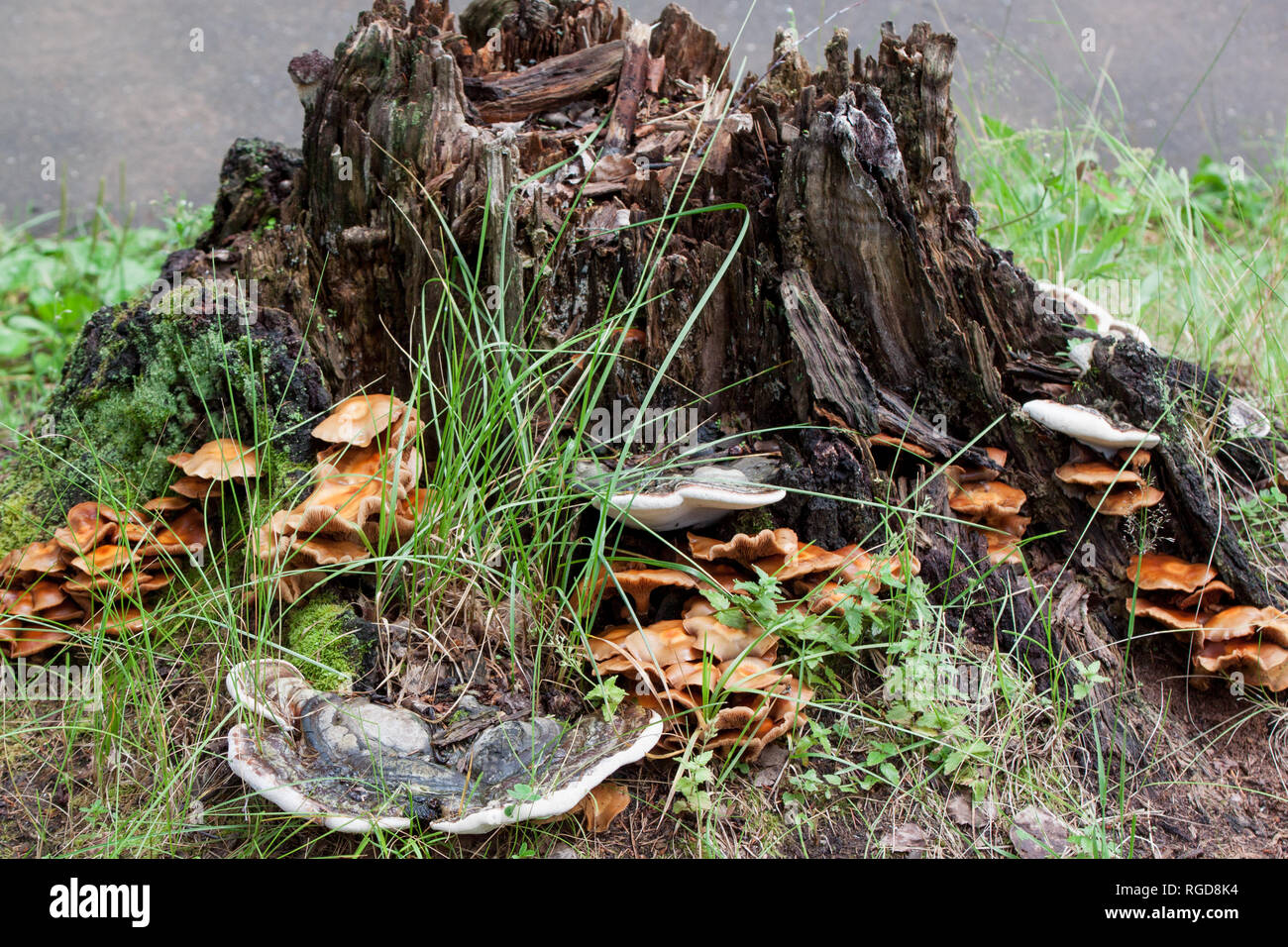 Group of different fungus are growing on a old stump. Parasitic plant. Live nature. Stock Photo