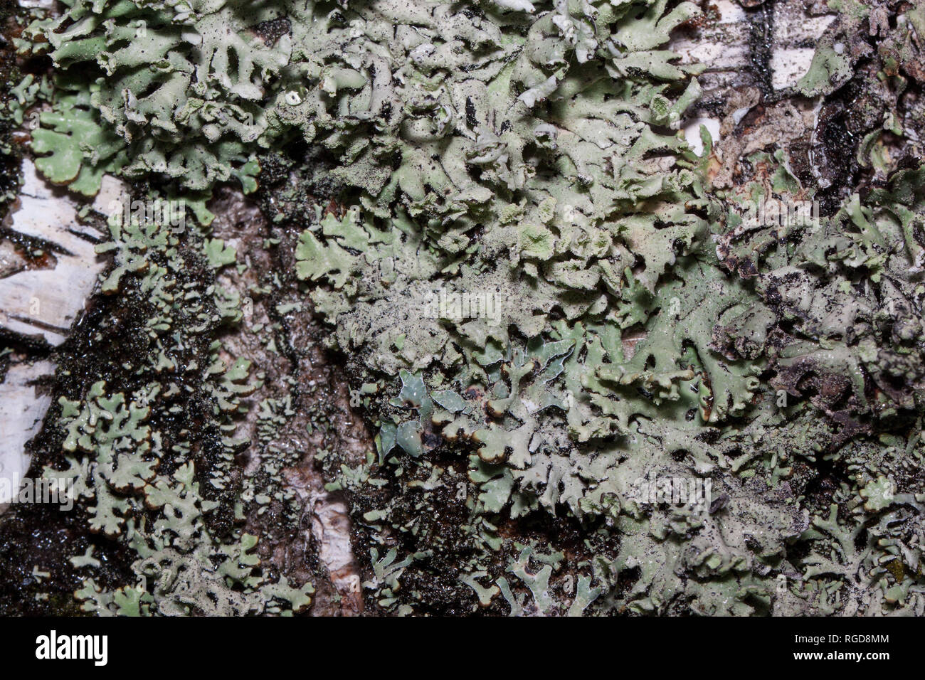 Group of different lishens are growing on a tree trunk. Parmelia sulcata. Parasitic plant. Live nature. Stock Photo