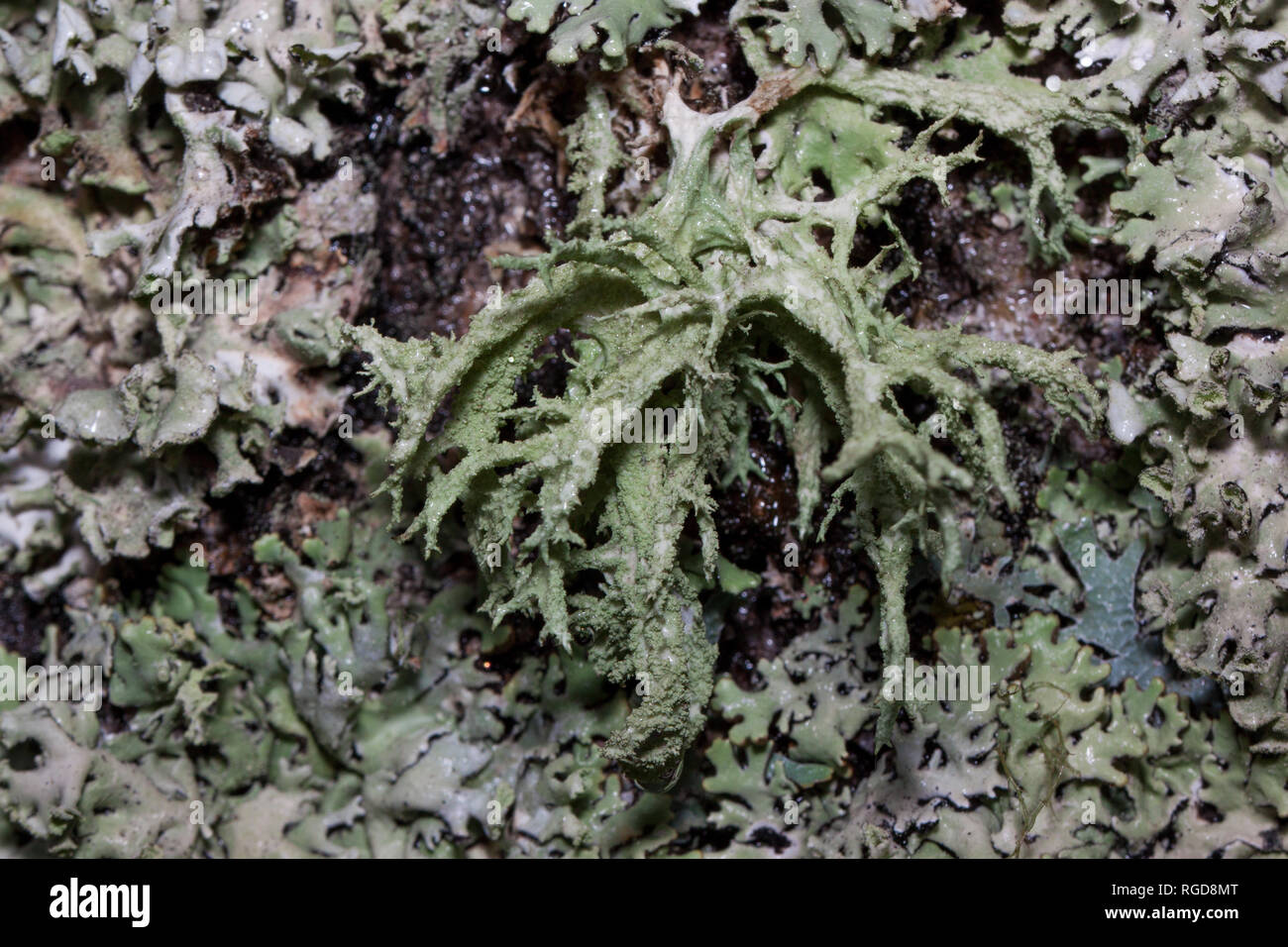 Group of lishens are growing on a tree trunk. Parmelia sulcata. Evernia prunastri. Parasitic plant. Stock Photo