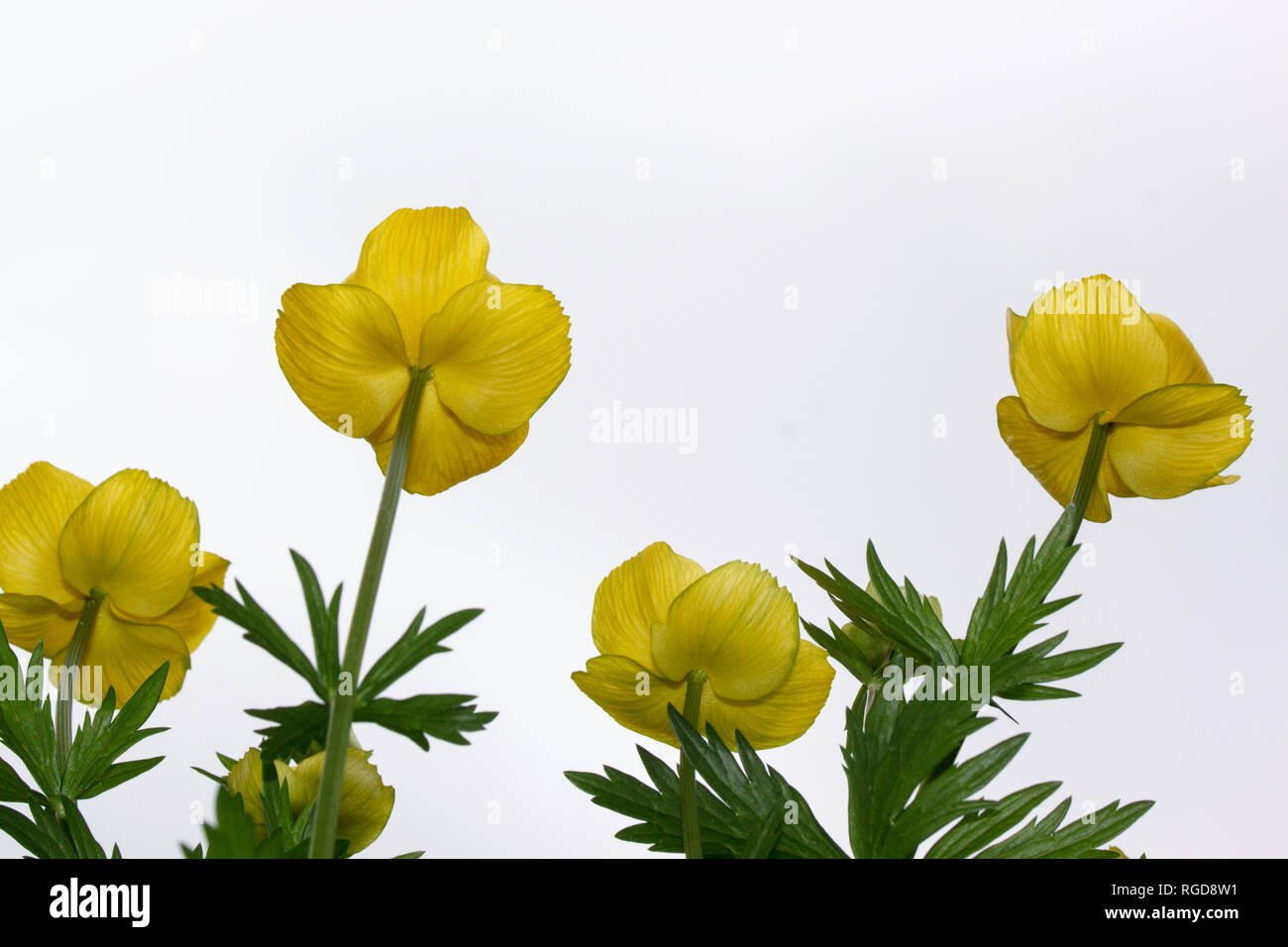 Group of beautiful globeflowers isolated on a white background. Bottom view. Trollius europaeus. Stock Photo