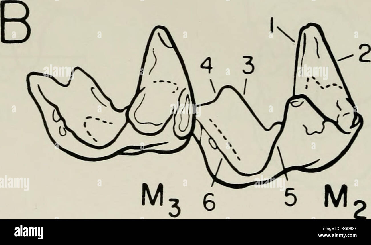 . Bulletin of the Museum of Comparative Zoology at Harvard College ...