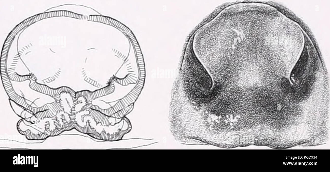 . Bulletin of the Museum of Comparative Zoology at Harvard College. Zoology. Tl^Br 111 —. 112 Figures 103-108. Dendryphantes species, left palpi (Figs. 103, 105, 107) and emboli, oblique ventral-retrolateral view (Figs. 104, 106, 108). 103, 104. Dendryphantes hastatus (Poan6: Smogorzew). 105, 106. Dendryphantes rudis {Qb, France; 106, Spain; Barcelona: Baga). 107, 108. Dendryphantes nigromaculatus(:07, Colorado: Chaffee Co.; 108, Colorado: Gunnison Co.). Figures 109-112. Beata. 109. Beata magna (one of the types; Panama: Bugaba); ventral view of epigynum. 110-112. Beata rt/sp/da (Quintana Ro Stock Photo