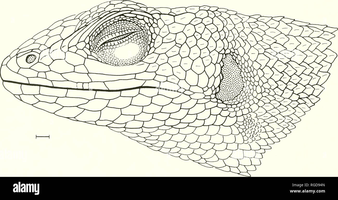 . Bulletin of the Museum of Comparative Zoology at Harvard College. Zoology. Figure 7. Stenocercus latebrosus (paratype, MCZ 154240). Dorsal and lateral views of head scales. Bar - 1 mm.. Please note that these images are extracted from scanned page images that may have been digitally enhanced for readability - coloration and appearance of these illustrations may not perfectly resemble the original work.. Harvard University. Museum of Comparative Zoology. Cambridge, Mass. : The Museum Stock Photo