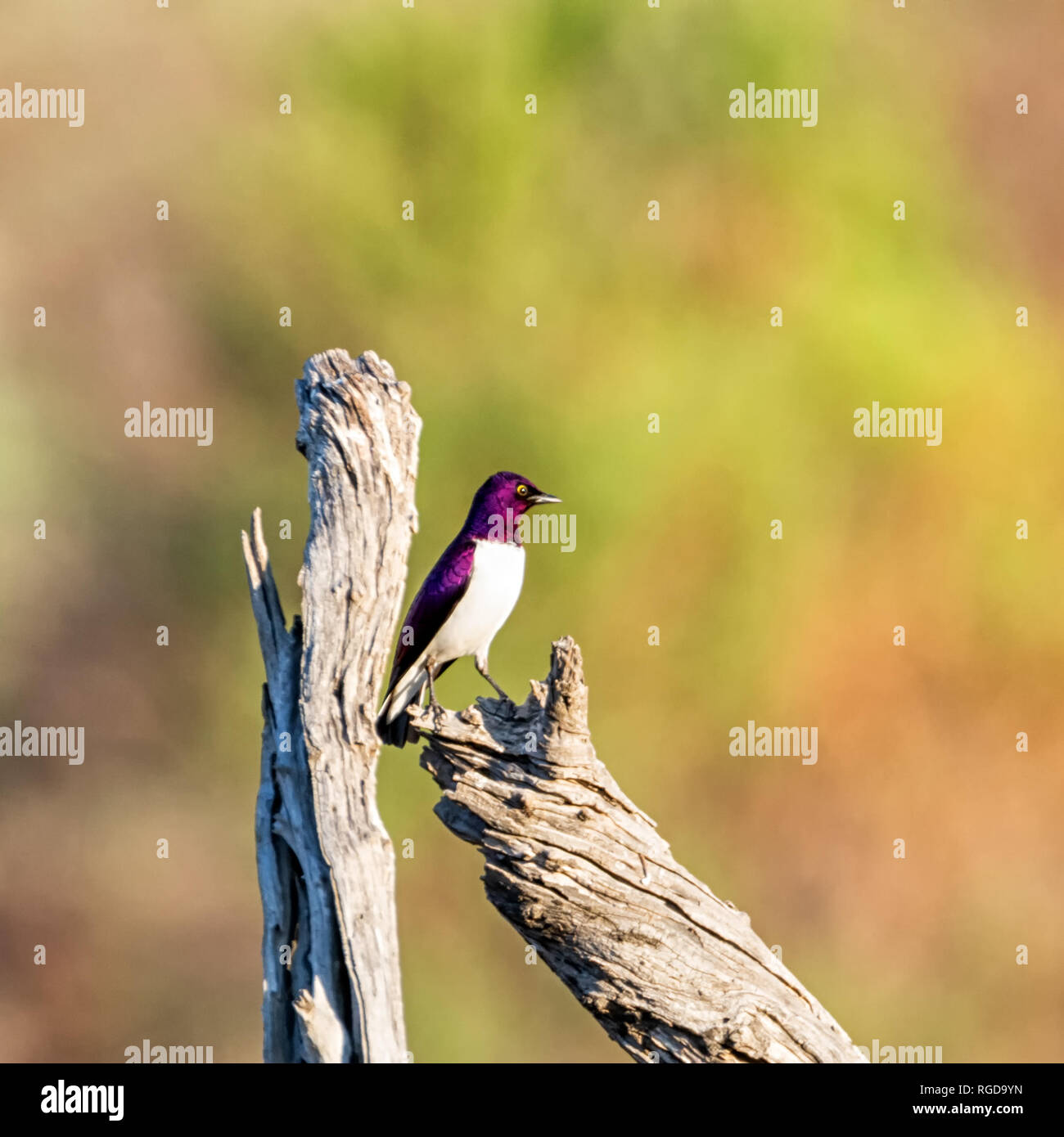 A Violet-backed Starling perched in a dead tree in Southern African savanna Stock Photo