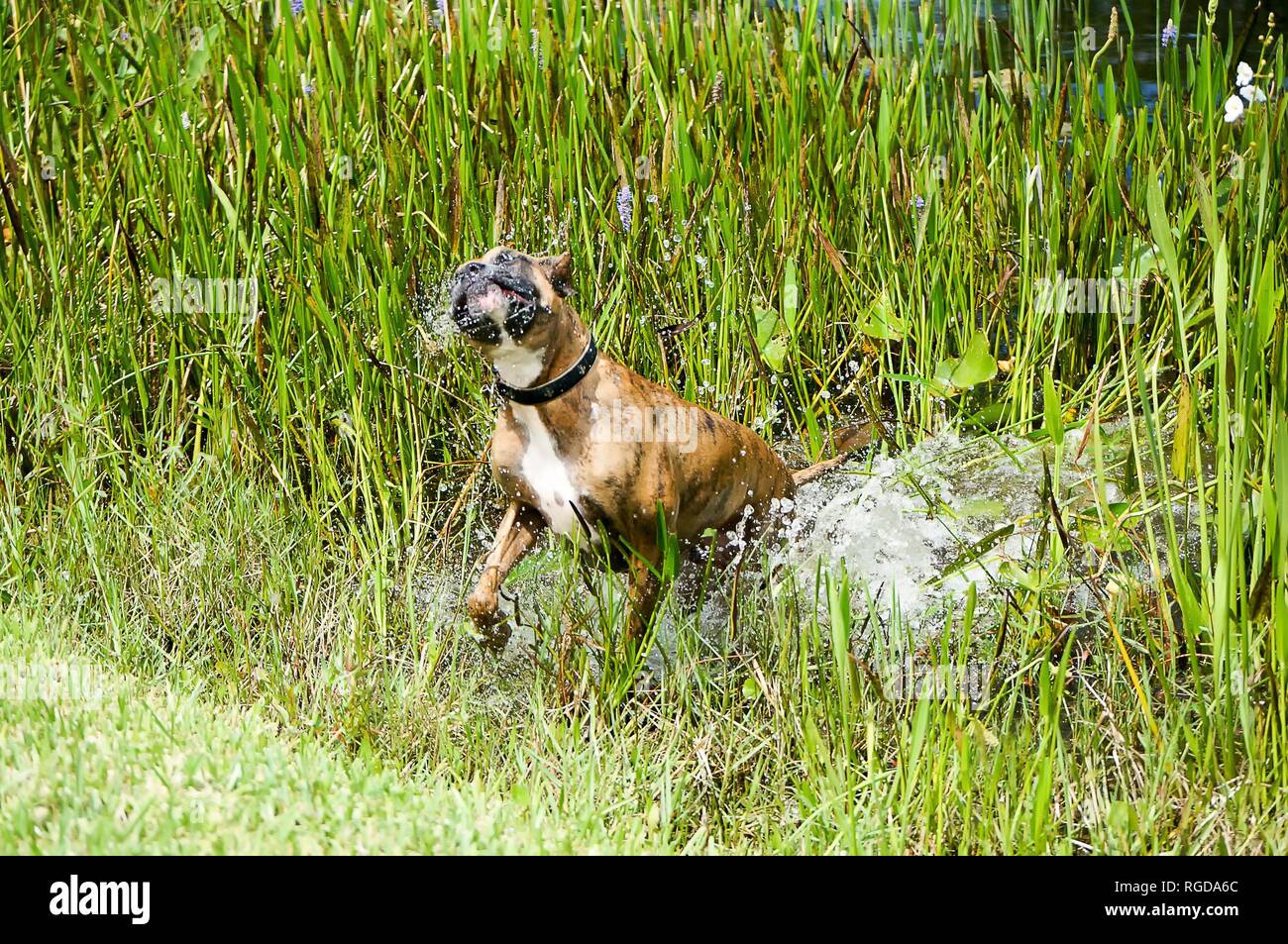 Louisiana hunting dog duck hunting Stock Photo Alamy