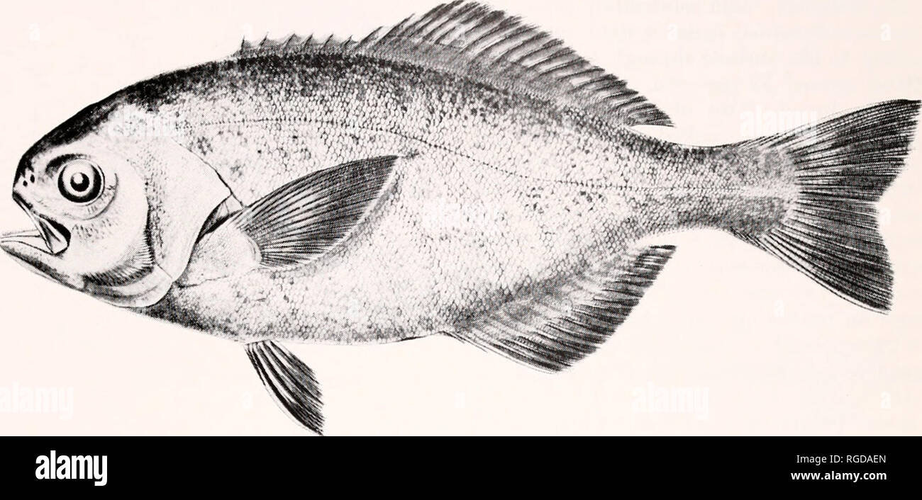Bulletin of the Museum of Comparative Zoology at Harvard College. Zoology.  Stromateoid Fishes • Hacdrich 55. Figure 8. Hyperoglyphe perciiorma,  drawing of an approximately 200-mm specimen, courtesy of the Smitfisonian  Institution.