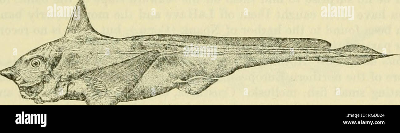 . Bulletin of the United States Fish Commission. Fisheries -- United ...