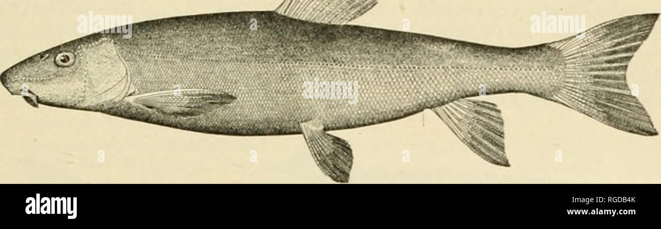 . Bulletin of the United States Fish Commission. Fisheries -- United States; Fish-culture -- United States. THE FISHES OF ALASKA. 231 Family 8. ACIPENSERID/E. The Sturgeons. 13. Acipenser medirostris Ayres. Green Sturgeon. According to Mr. .1. F. Williams, of Chignik Bay, 2 green sturgeon were caught some yeai 11897) in the Copper River. Each was about 4 feet long. We were told of one seen in the Columbia River which weighed 900 pounds. It is said that years ago San Francisco restaurants served sturgeon steaks ;i- sea bass or sole Family 9. CATOST()MID.£. The Suckers. 14. Catostomus catostomus Stock Photo