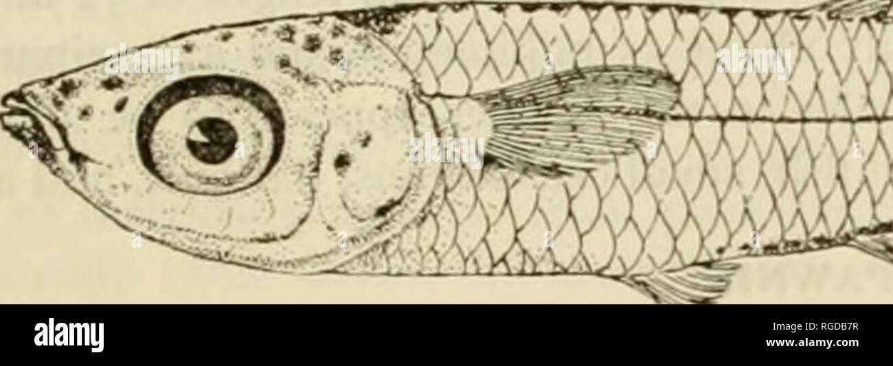 . Bulletin of the United States Fish Commission. Fisheries -- United States; Fish-culture -- United States. 91 D2 93. 94 Mmidia matidia. (Drawnby Mis. 1: B. Decka Fig. 91— Surface view ofegg 2 days after fertilization, water temperature, Si P.: es, embryonic shield; iv, third ventricle 01 the brain; 4V. fourth ventricle; ac, auditory canal. X 37. Fir.. 9i.—Egg slightly more advanced than fig. 91, showing large blood vessels (bv) transverstng the yolk, arrows indicating the direction of the flow; h. heart. X 37. Fig. 93.—Newly hatched larva. X 20. Fig. 94.— Youni; fish. 13 mm. in length. X 9-.  Stock Photo