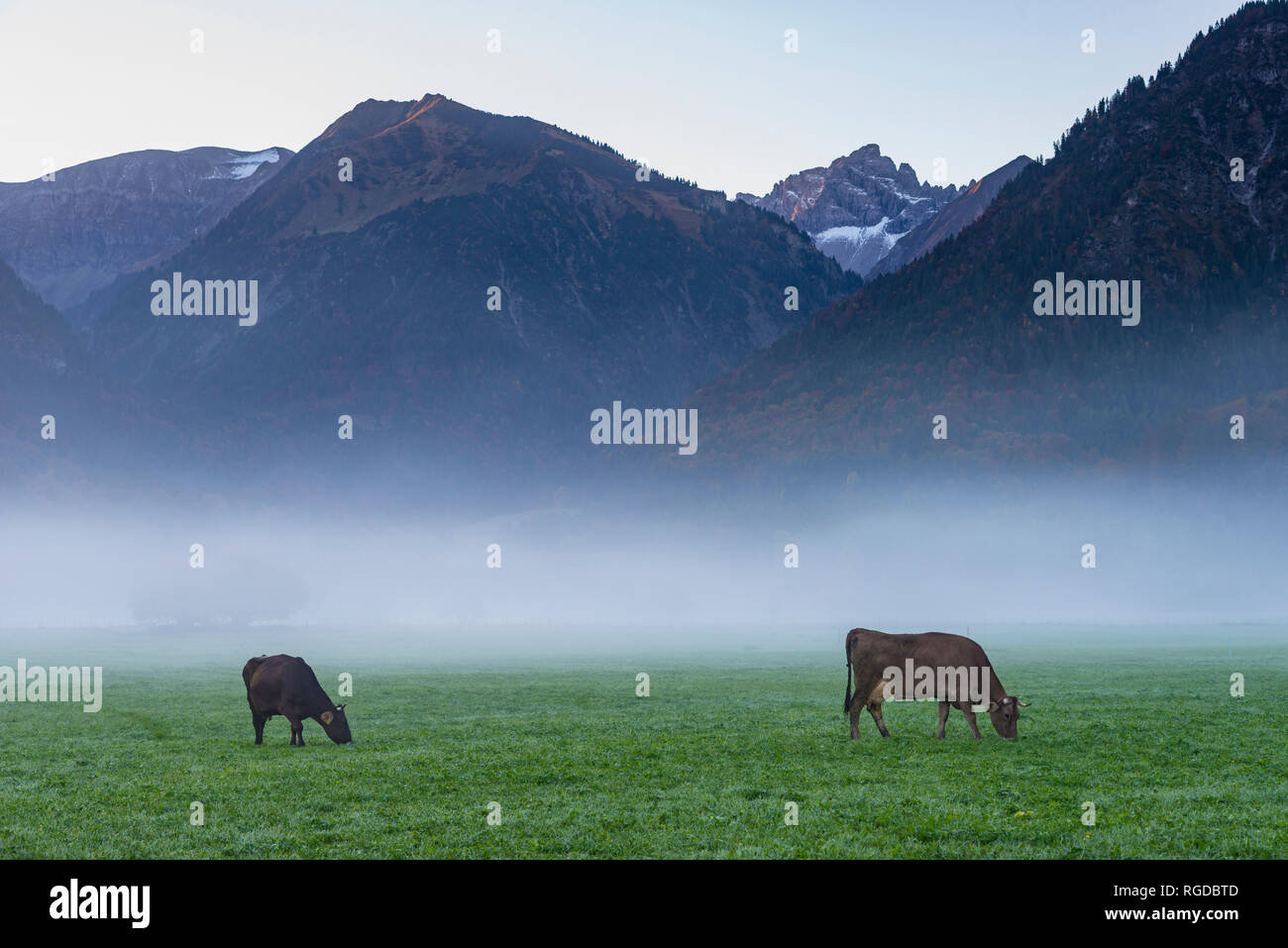 Kuehe auf die Weide im Morgennebel, Loretto Wiesen, bei Oberstdorf, Allgaeu, Bayern, Deutschland, Europa Stock Photo