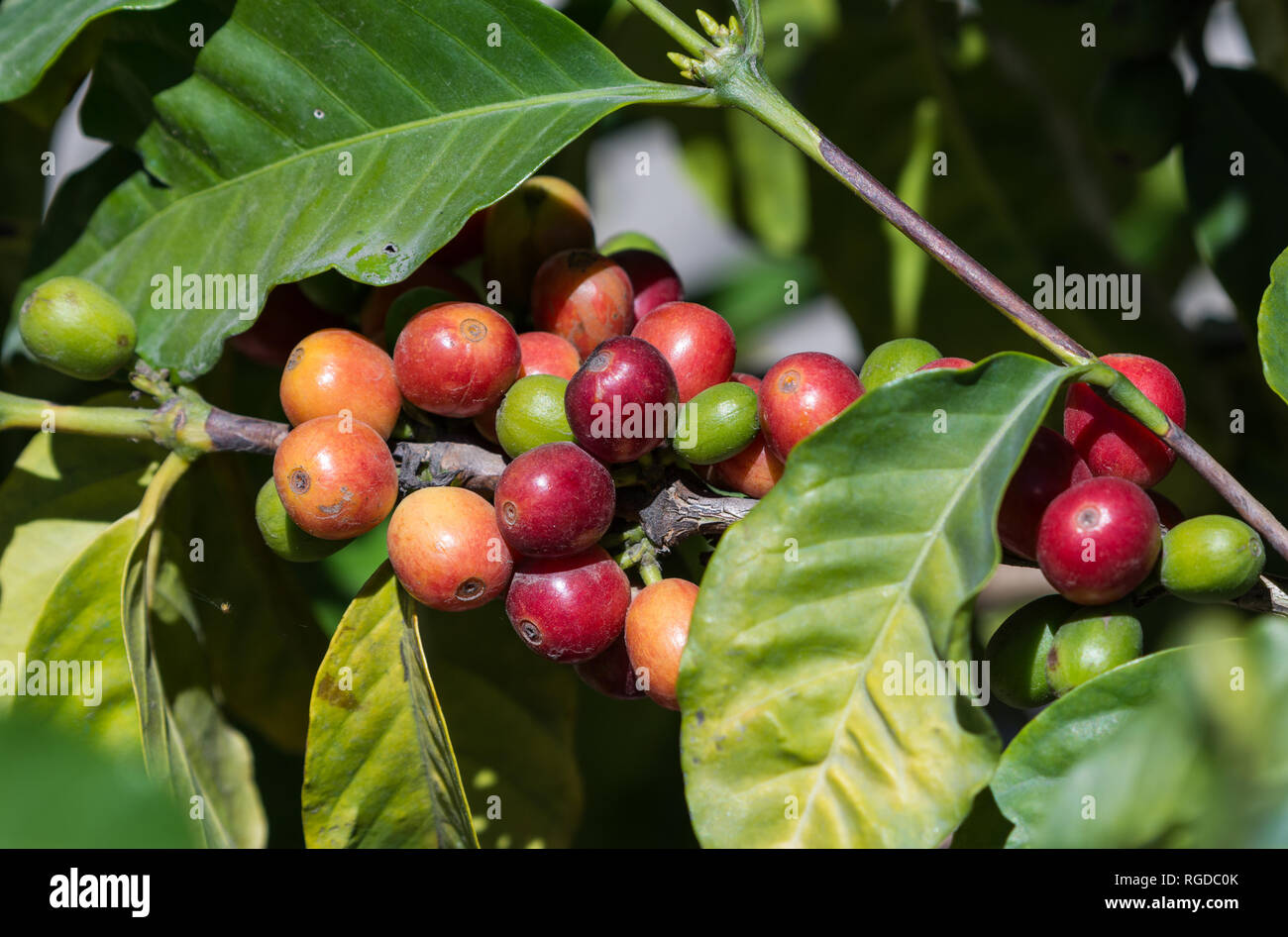 Colorful coffee beans on a branch. Costa Rica Stock Photo Alamy