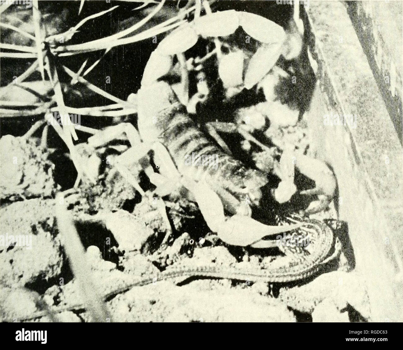 . Bulletin of the Southern California Academy of Sciences. Science; Natural history; Natural history. Scorpion Behavior 73. Figure 2. H. arizonensis eating a Cnemido/&gt;horus lizard. nothing was left of the snake—not even a part of a bone or a tooth, nor could anything be identified in the resultant feces!' This same statement seems apparently true when the prey is an insect except that this would be saying that the scorpion can digest the sclerotized portions of the integument. Scorpions ingest only the body fluids of their prey and the con- comitant tiny, solid particles held in suspension. Stock Photo