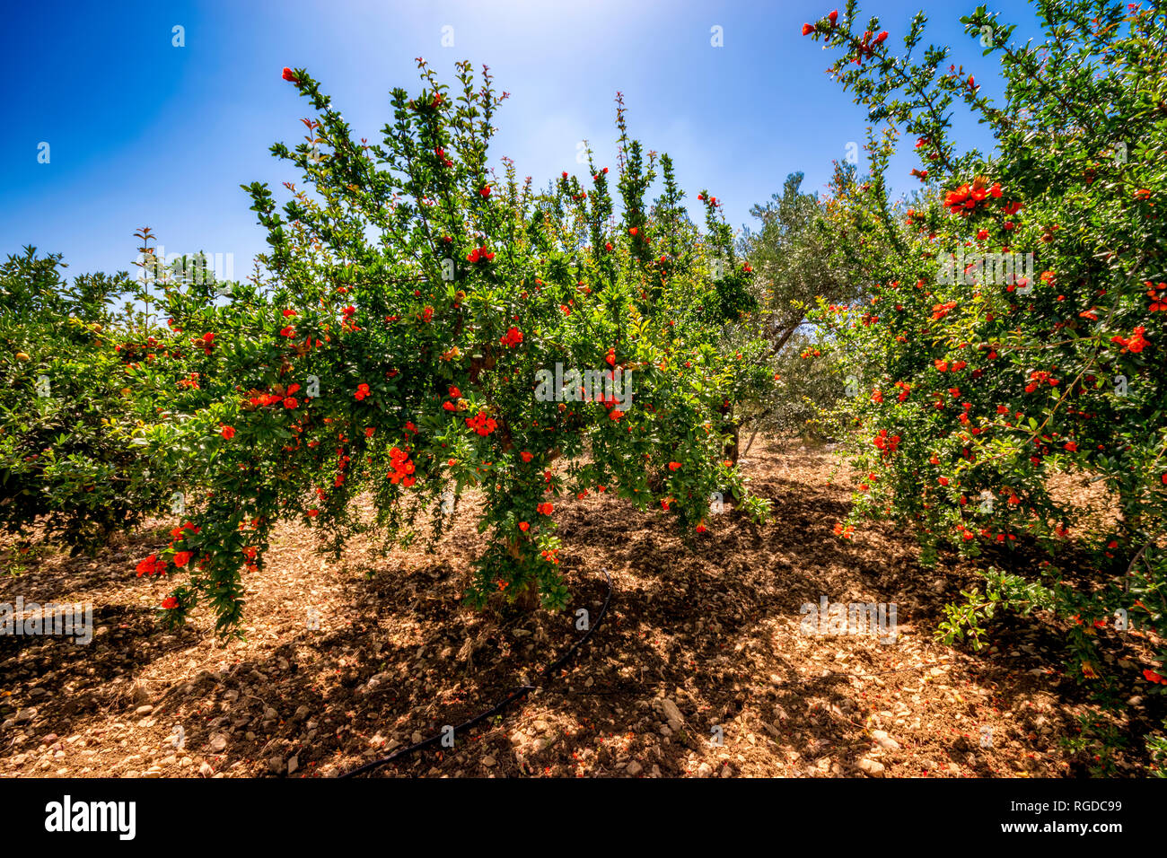 Spain, Andalucía, Málaga, Mondrón, Pomegranate (Punica granatum)  Trees in flower in orchard Stock Photo