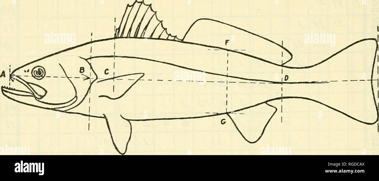 Fish Proportion Line . Bulletin of the United States Fish Commission. Fisheries -- United ...