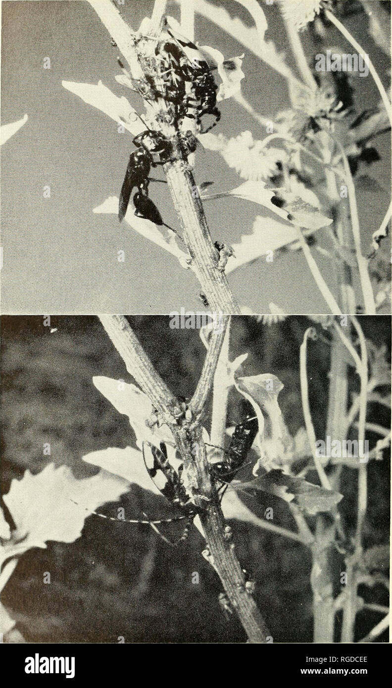 . Bulletin of the Southern California Academy of Sciences. Science; Natural history; Natural history. 124 Bulletin So. Calif. Academy Sciences / Vol. 62. Pt. 3, 196^. Figure 9 (upper). CMorion aerarius feeding before attempting to displtice mat- ing pair of Dendrobias mandibularis. Background insects include Sarcophaga prohibita (large fly), Protodexia hunteri (small fly), Centrinaspis hospes (weevil), and Euxesta (tephritid fly). Figure 10 (lower). Chlorion aerarius and Dendrobias mandibularis (male) feeding after the former had attacked mating pair (above) and chased off the female. Male lon Stock Photo