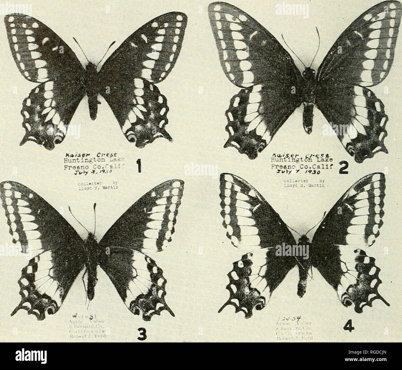 . Bulletin of the Southern California Academy of Sciences. Science; Natural history; Natural history. Bulletin, So. Calif. Academy of Sciences Vol. 54, Part 3, 1955. PLATE 41 Showing the under surfaces of Figure 1. Papilio indra $. Figure 2. Papilio indra 9. Figure 3. P. indra fordi $ . Figure 4. P. indra fordi 9 . All figures approximately % natural size. Photo courtesy Los Angeles County Museum. The type series includes, in addition, twelve paratypes, all but No. 12 having been taken by Robert J. Ford in the field, or reared by him from larvae. No. 12 was taken by Mr. Fred Thorne. Paratype N Stock Photo