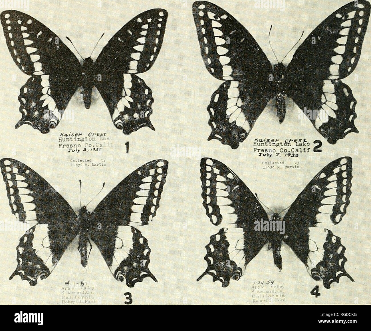 . Bulletin of the Southern California Academy of Sciences. Science; Natural history; Natural history. Bulletin, So. Calif. Academy of Sciences Vol. 54, Part 3, 1955. PLATE 40 Figure 1. Papilio indra $ , upper surface. Figure 2. Papilio indra $ , upper surface. Figure 3. P. indra fordi $ , upper surface. Figure 4. P. indra fordi 9 , upper surface. All figures approximately % natural size. Photograph courtesy Los Angeles County Museum. Papilio indra fordi subsp. no v. Holotype, male. Expanse, 62 mm. Length of tail, 4 mm. Illus- trated, Plate 40, fig. 3, upper surface; Plate 41, fig. 3, lower sur Stock Photo
