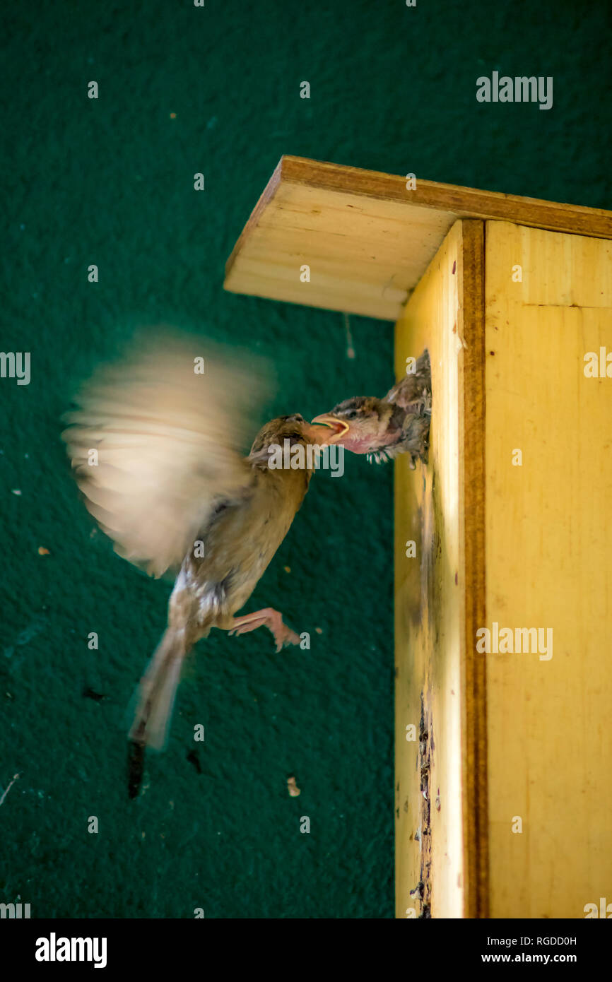 Sparrow feeding young bird Stock Photo